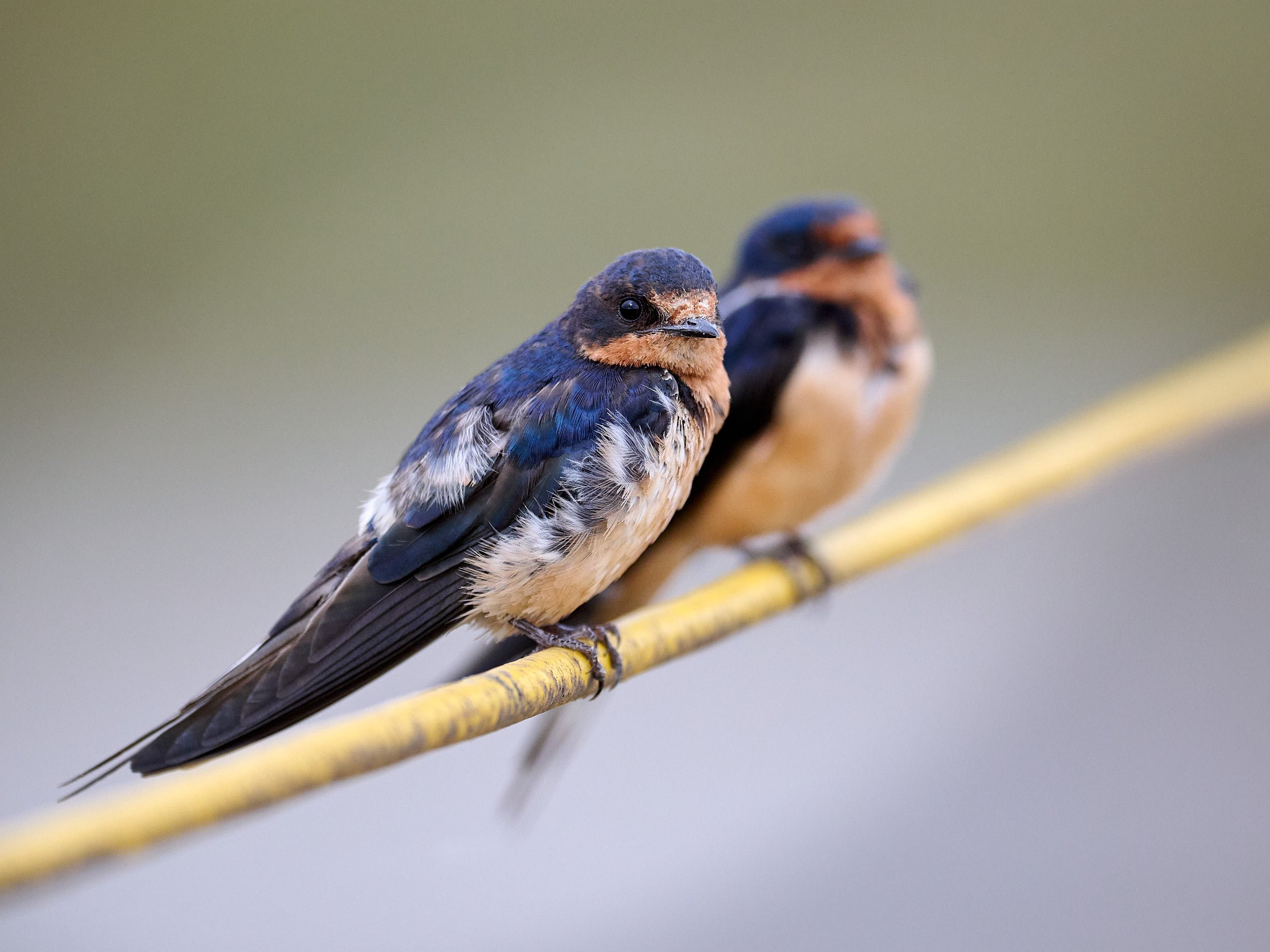 Barn Swallow