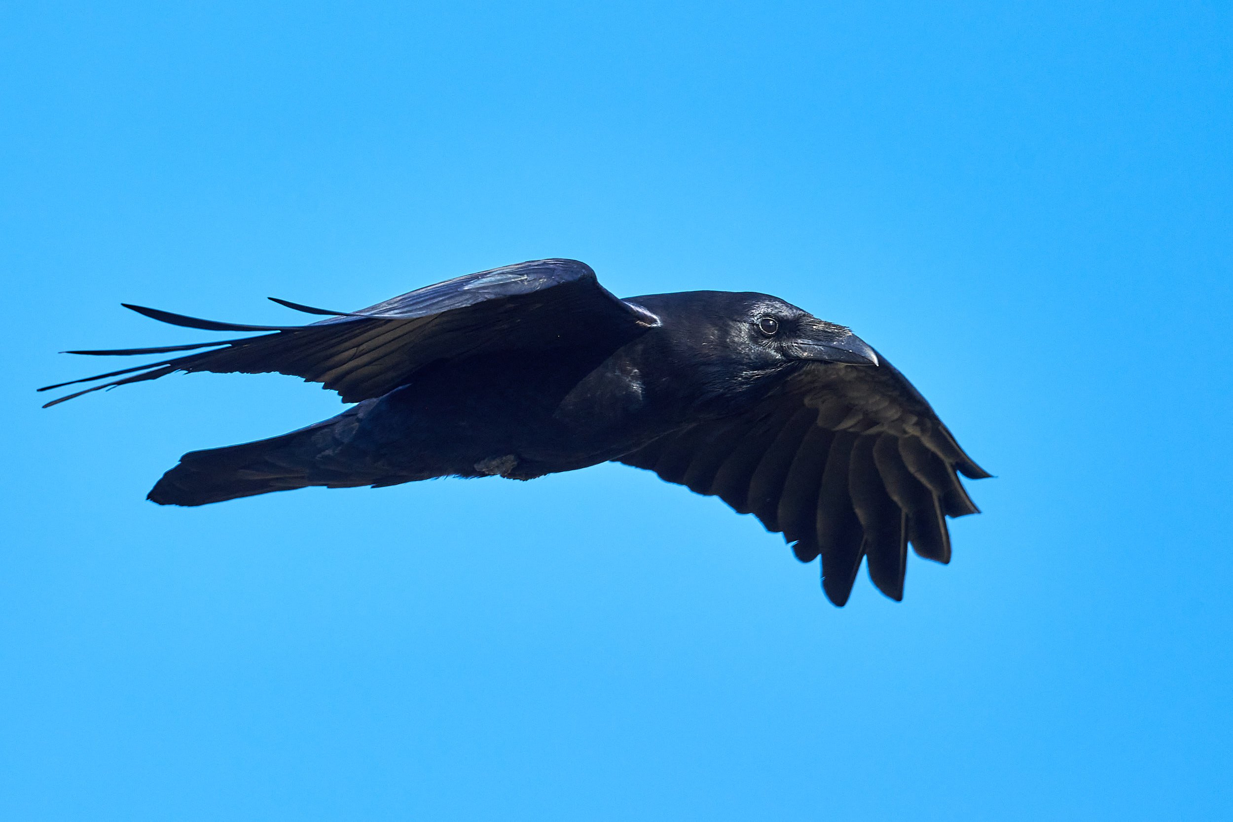 Common Raven