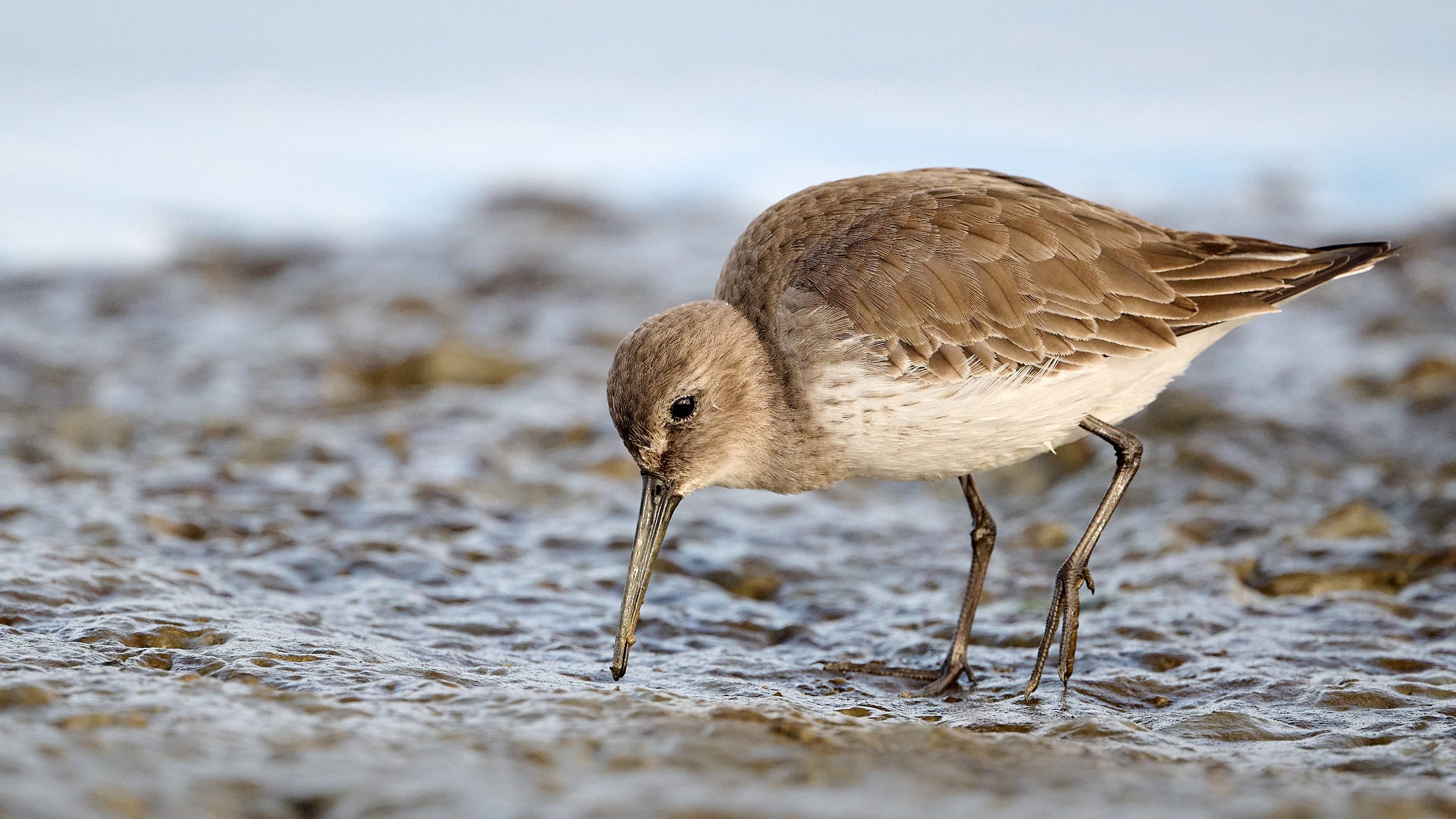 Dunlin