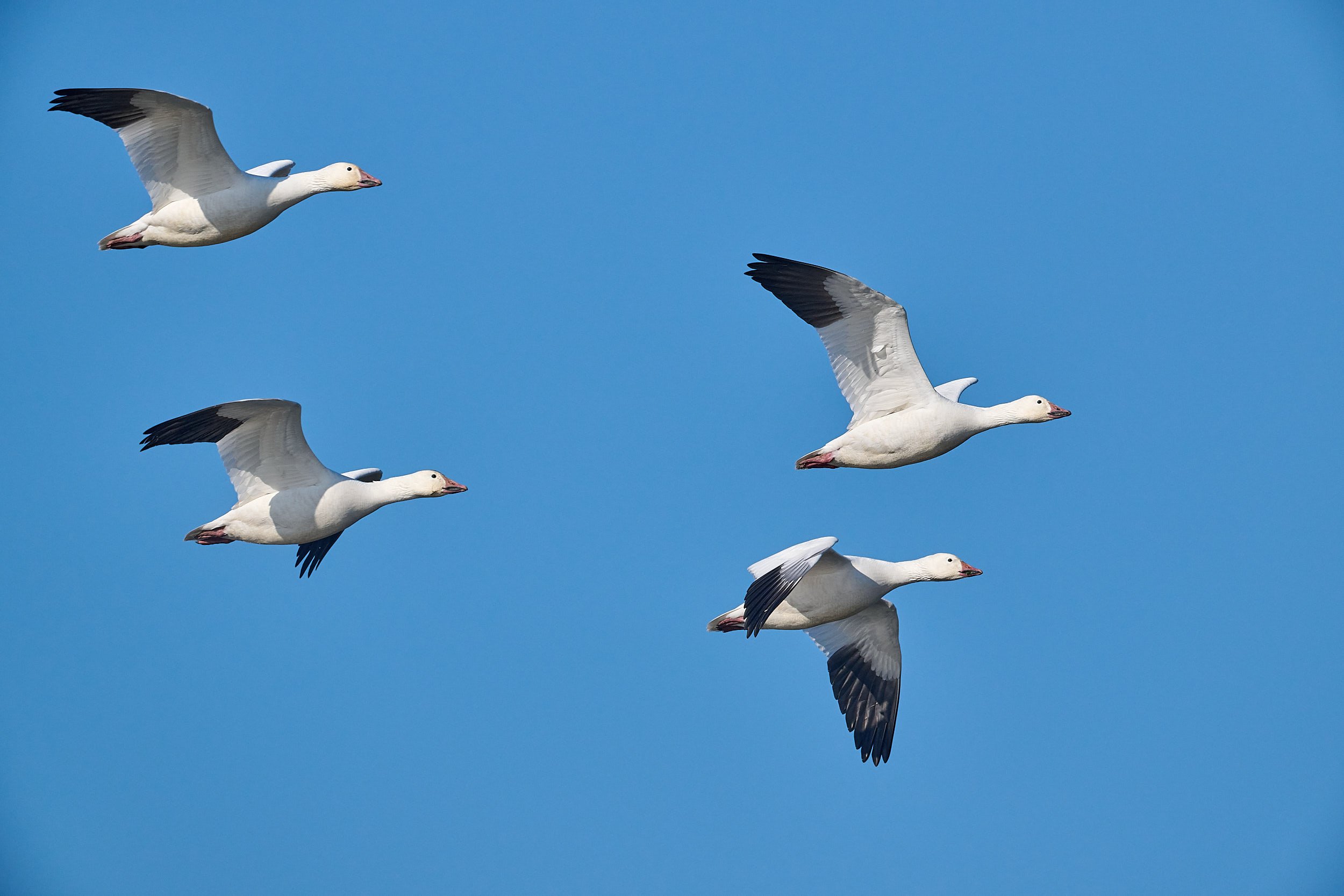 Snow Geese