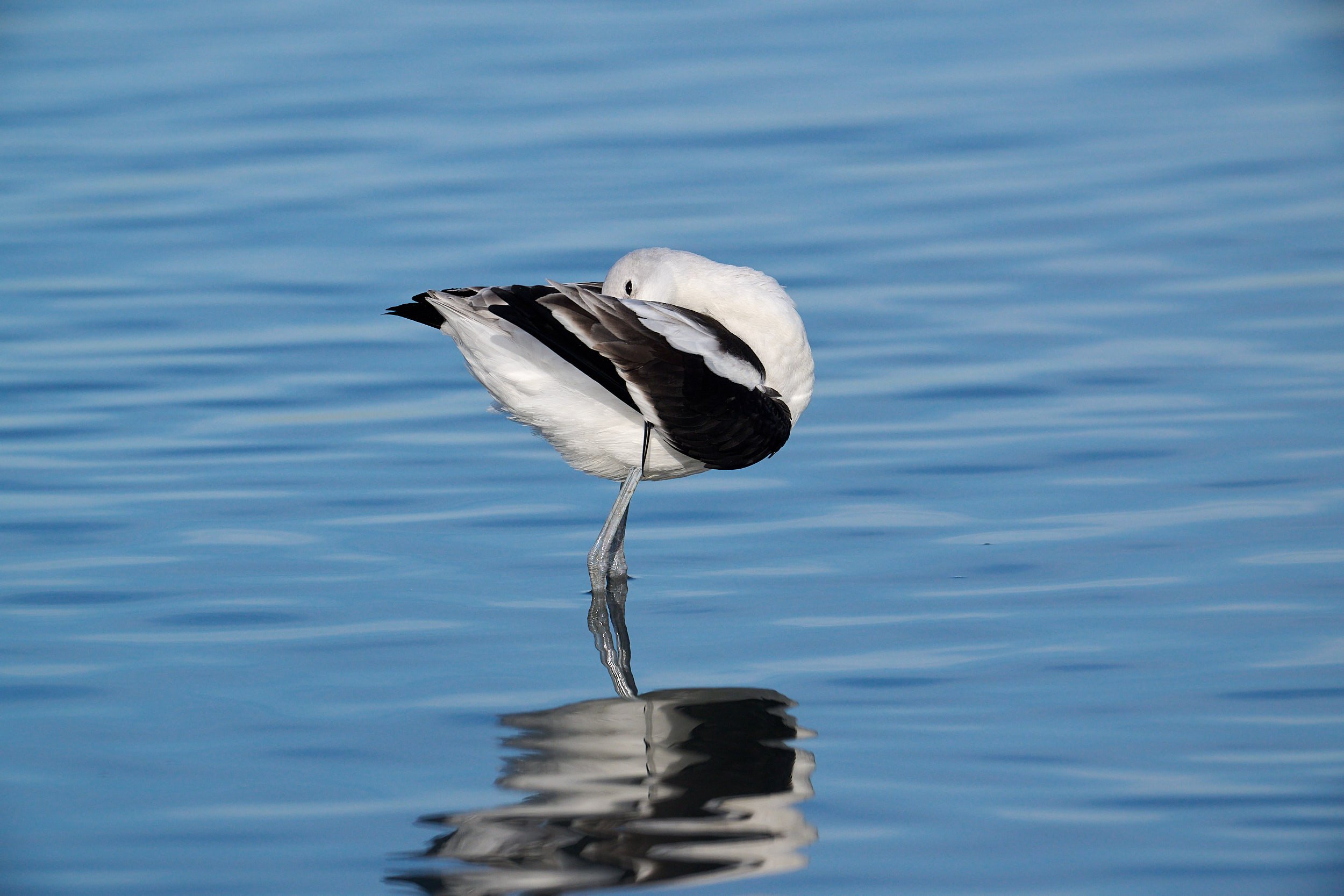 Avocet