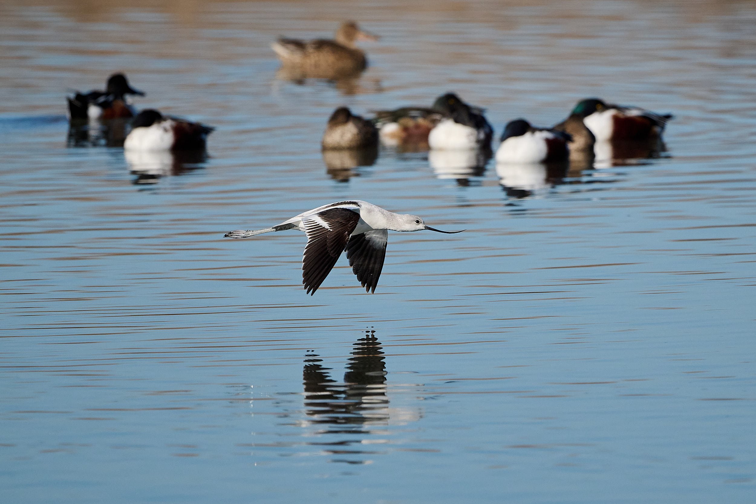 Avocet