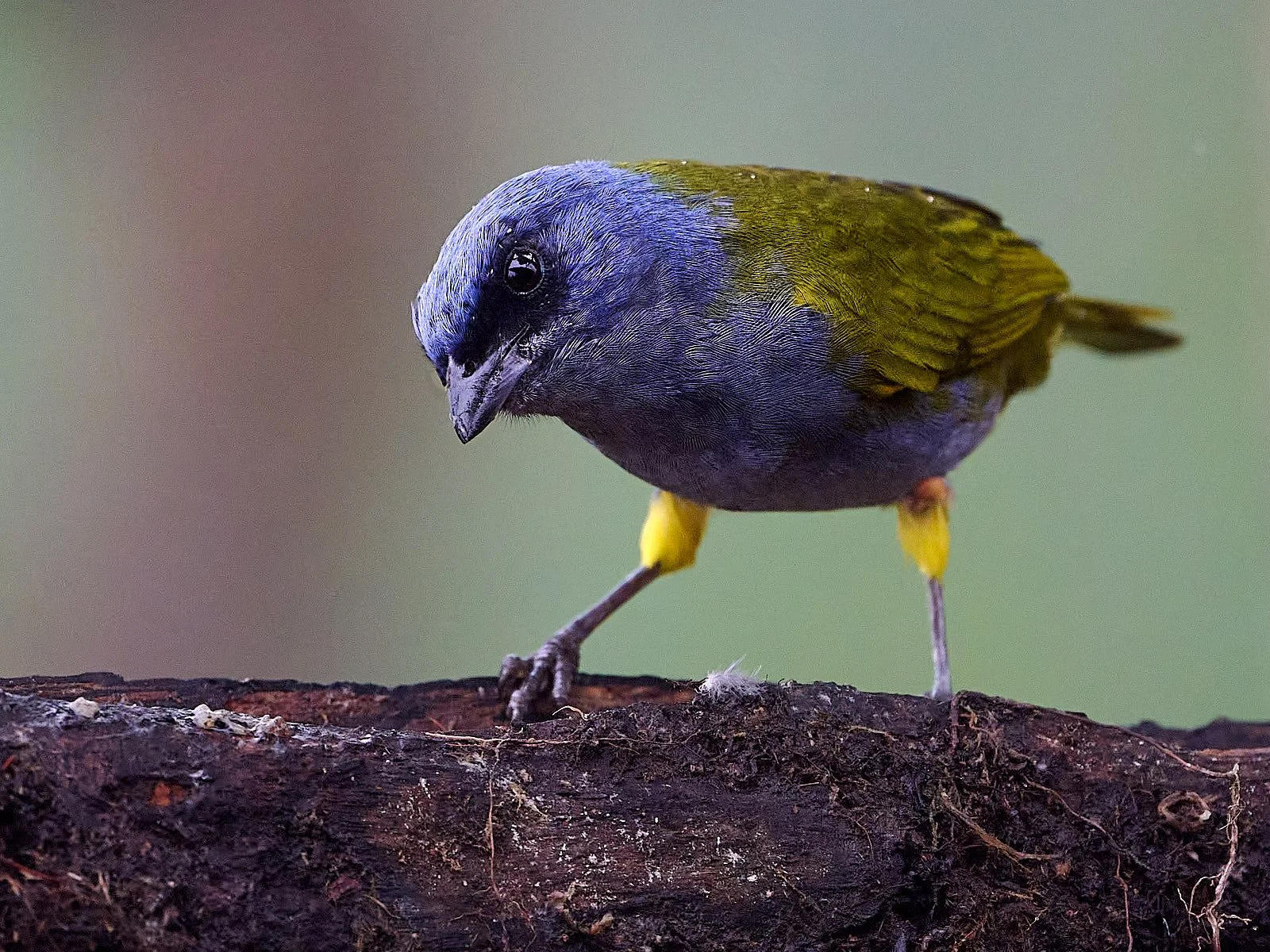 Blue-capped Tanager