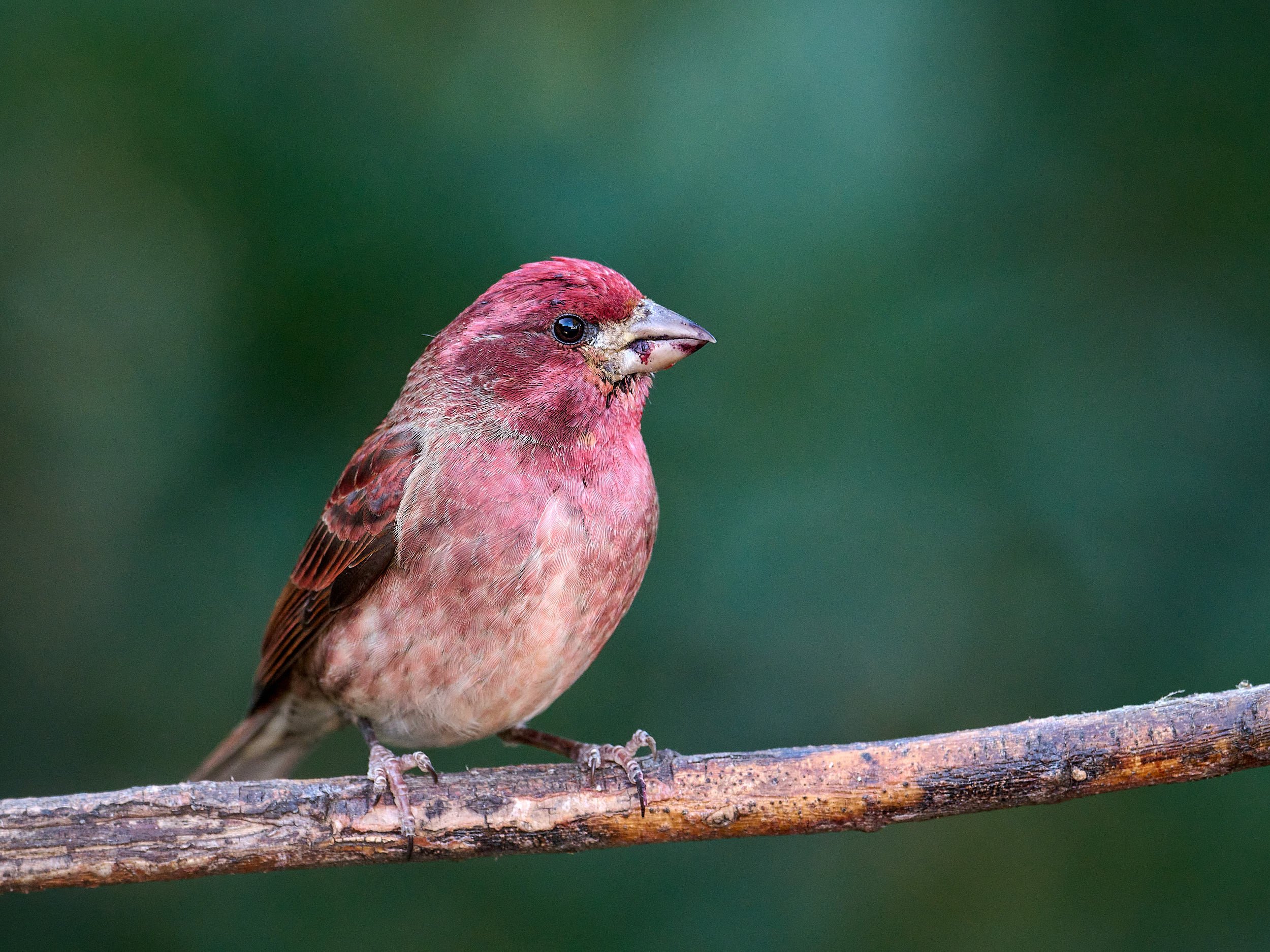 Purple Finch