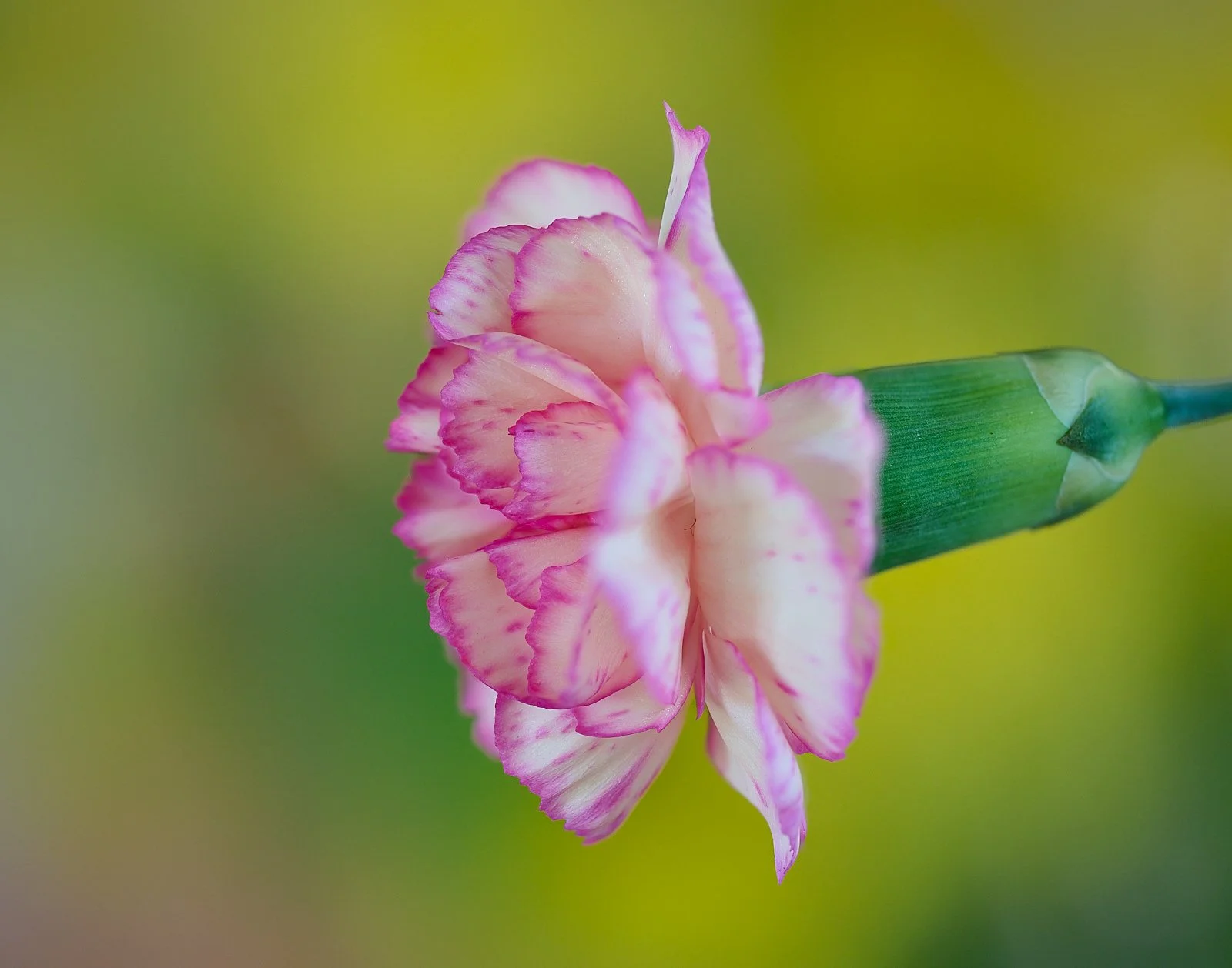 flower test1 width2 (B,R8,S4).jpg