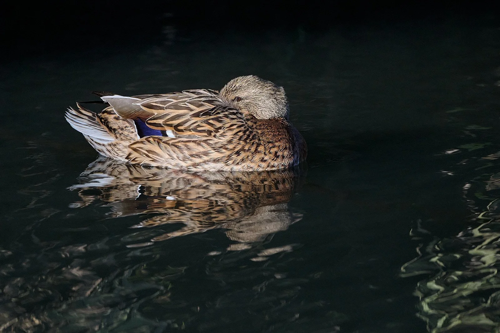 Mallard female