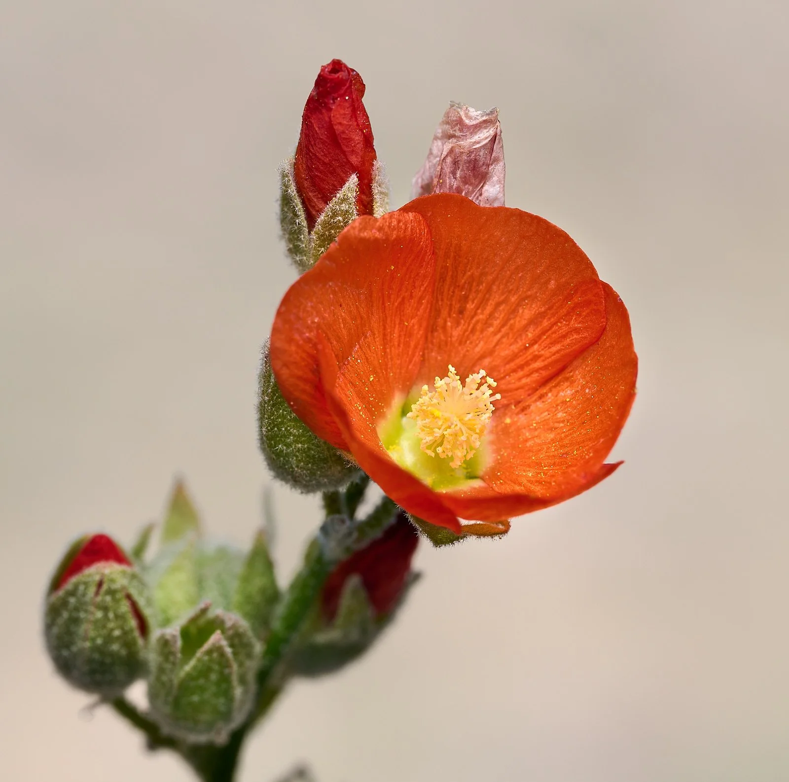 bush mallow