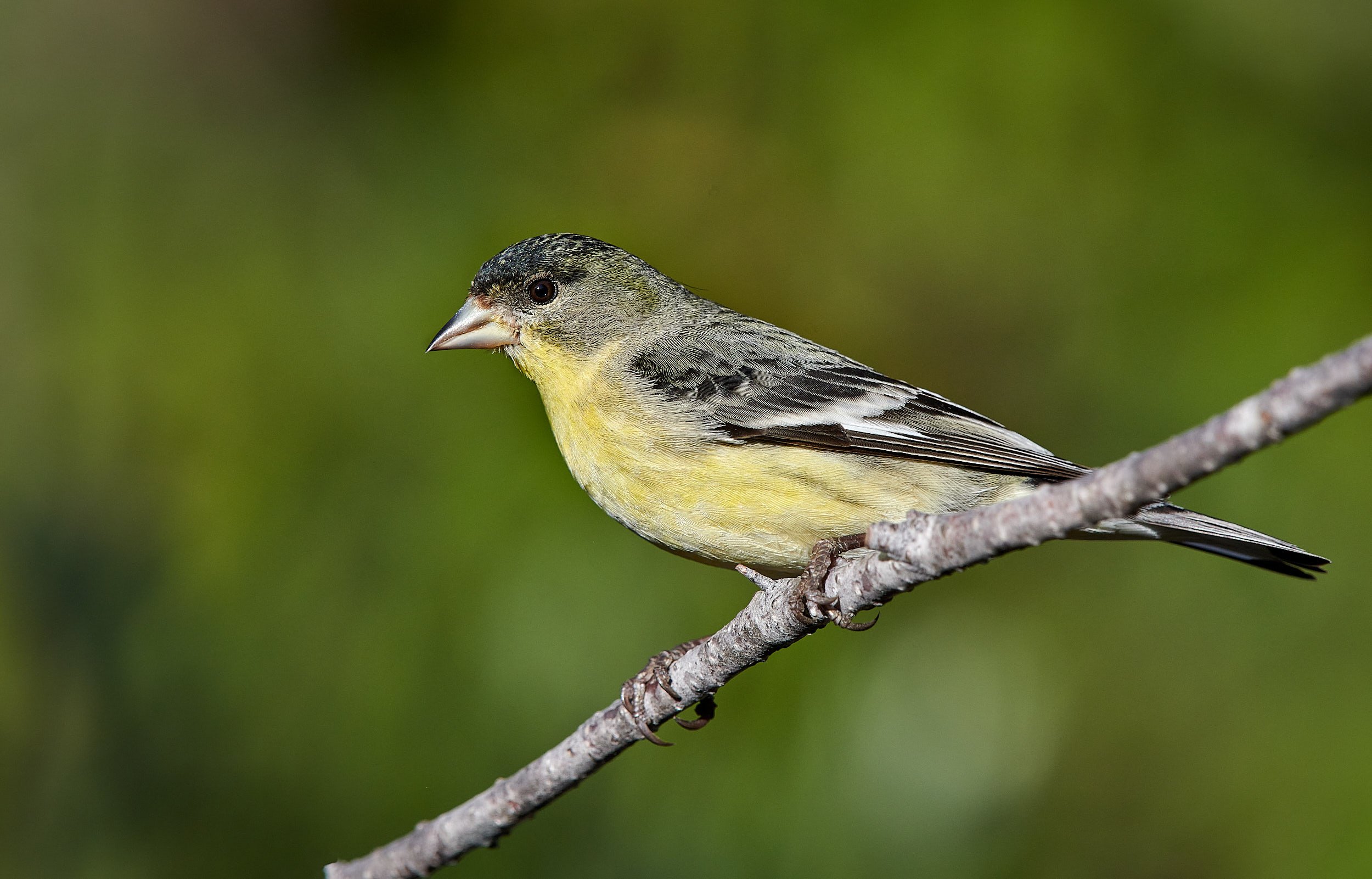 Lesser Goldfinch