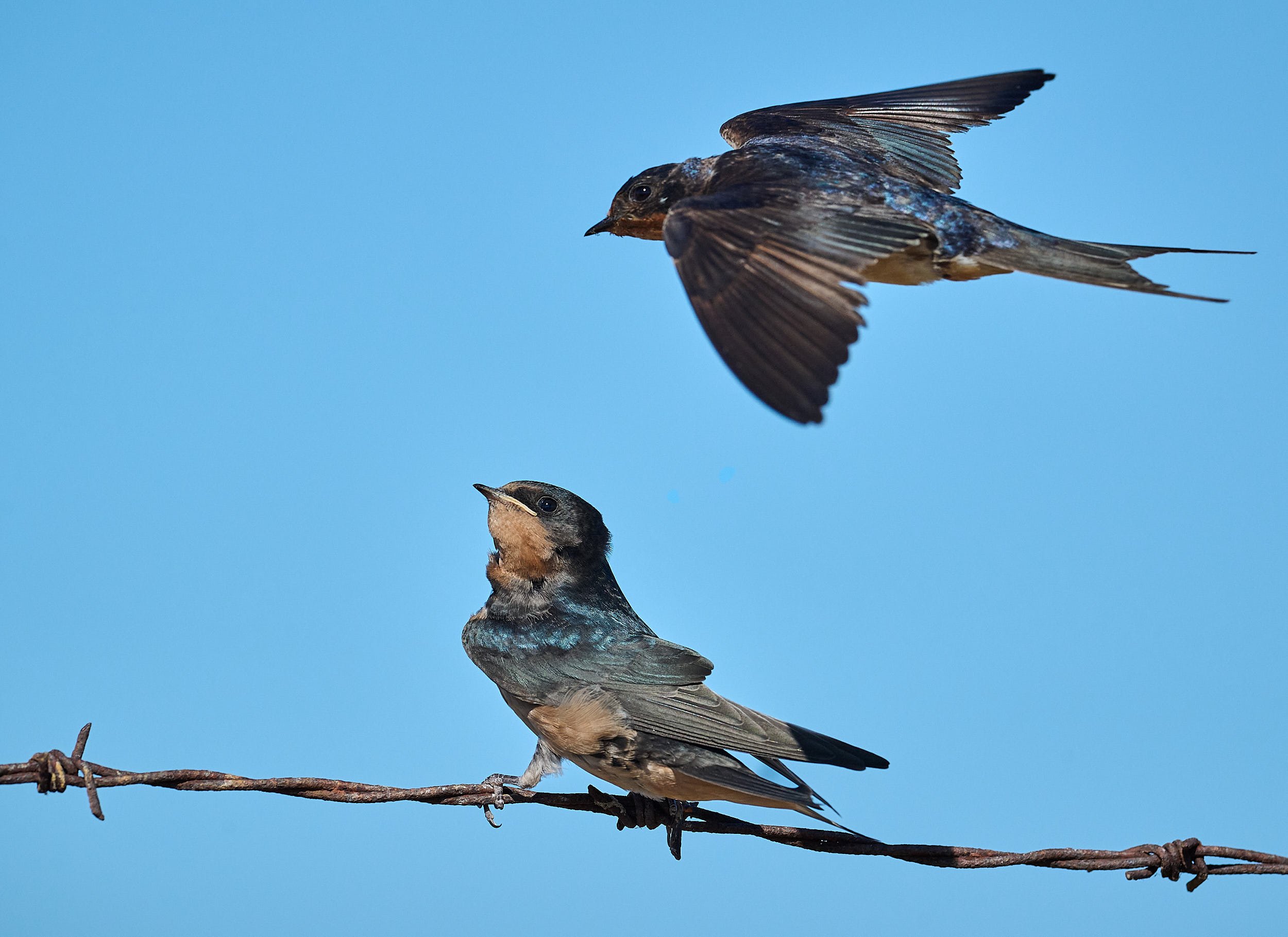 Barn Swallow