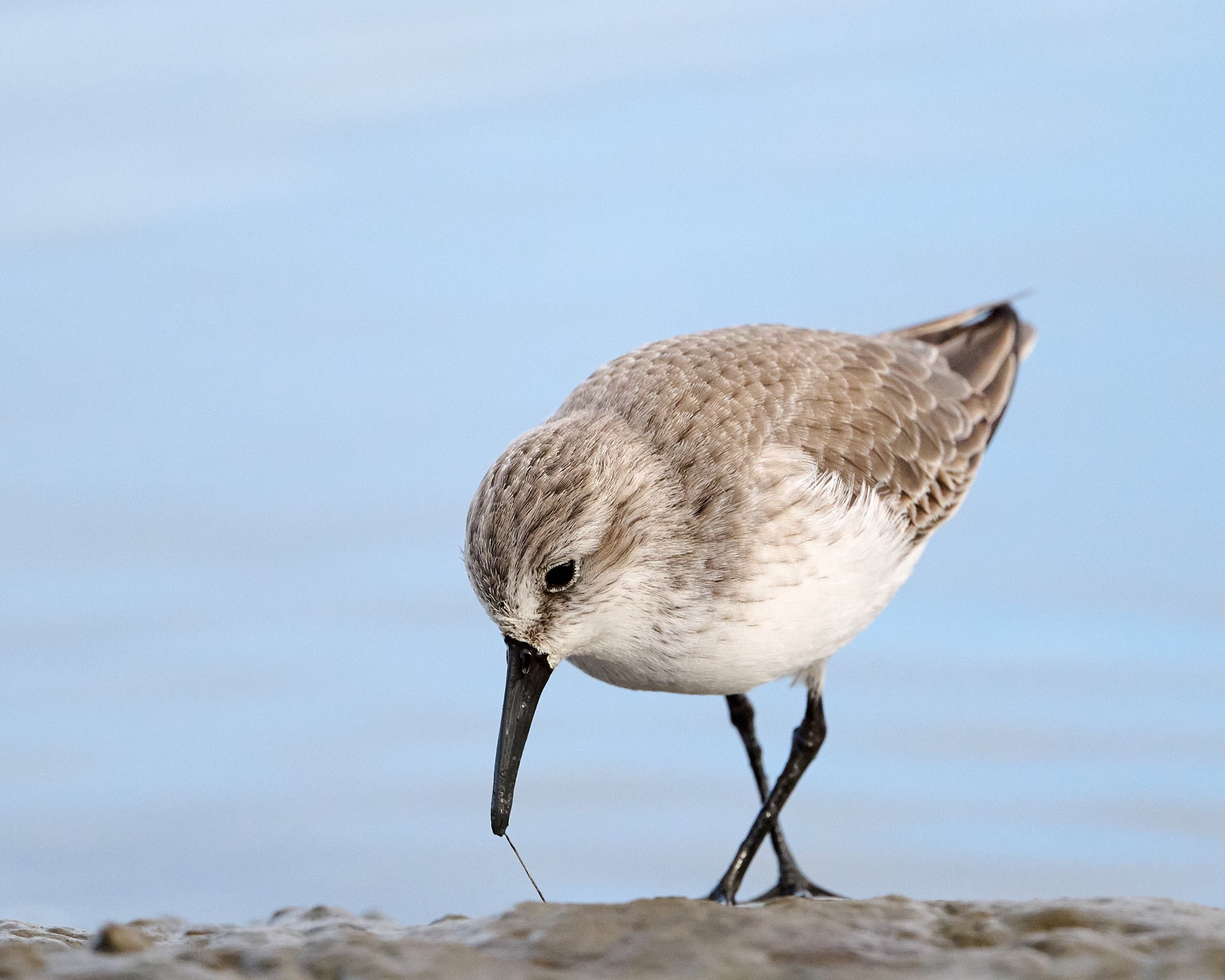 Western Sandpiper