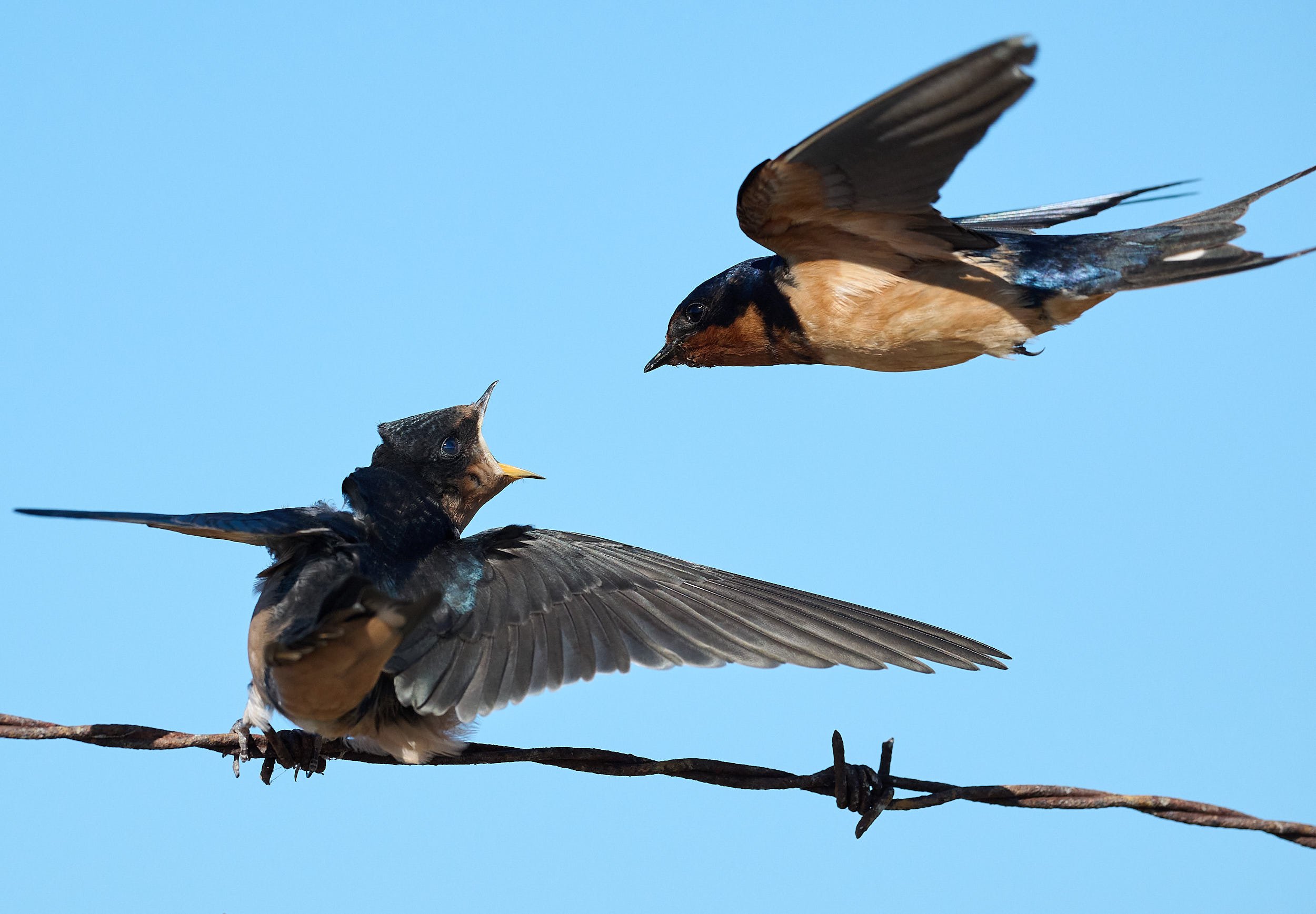 Barn Swallow