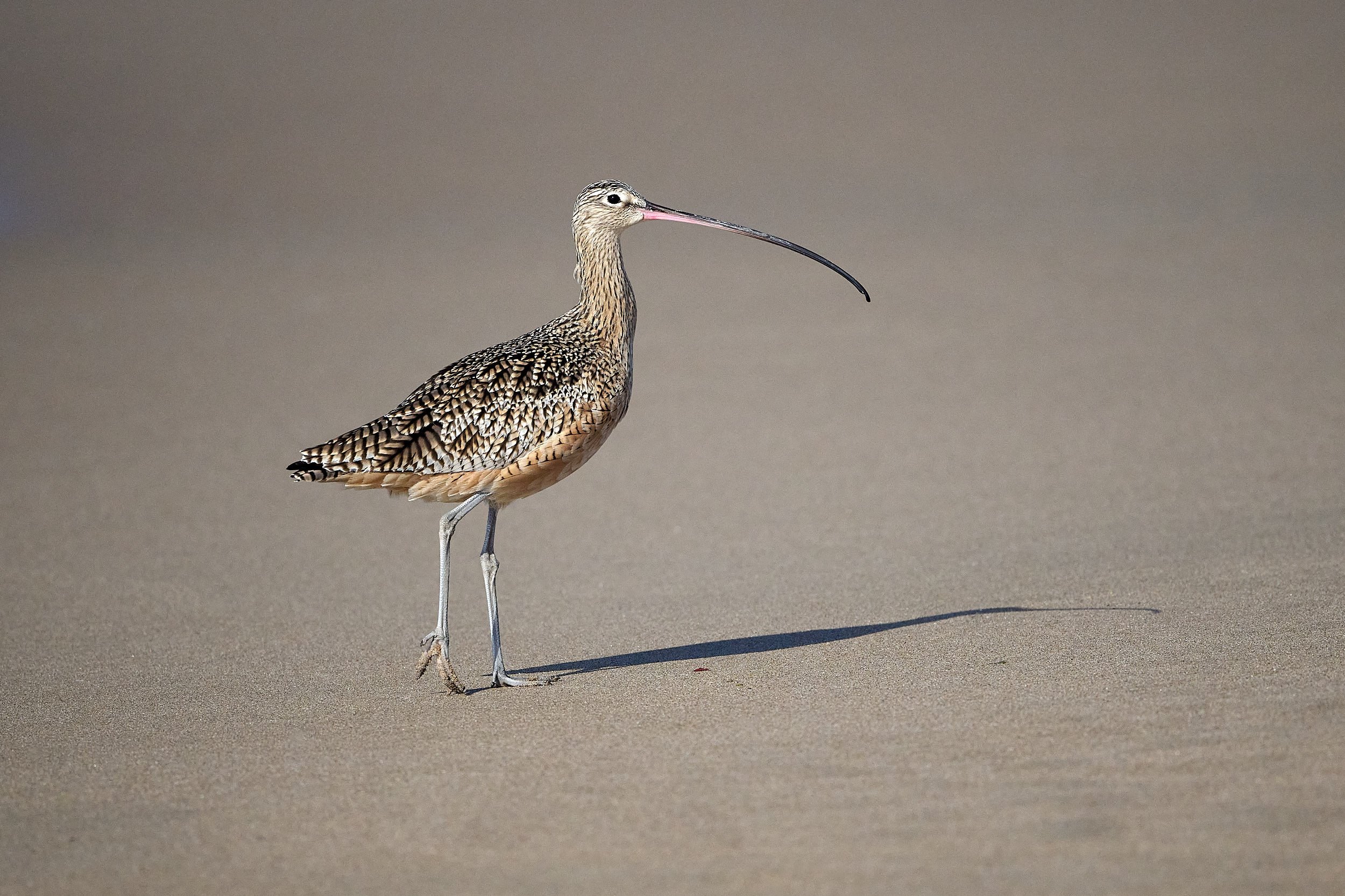 Long-billed Curlew