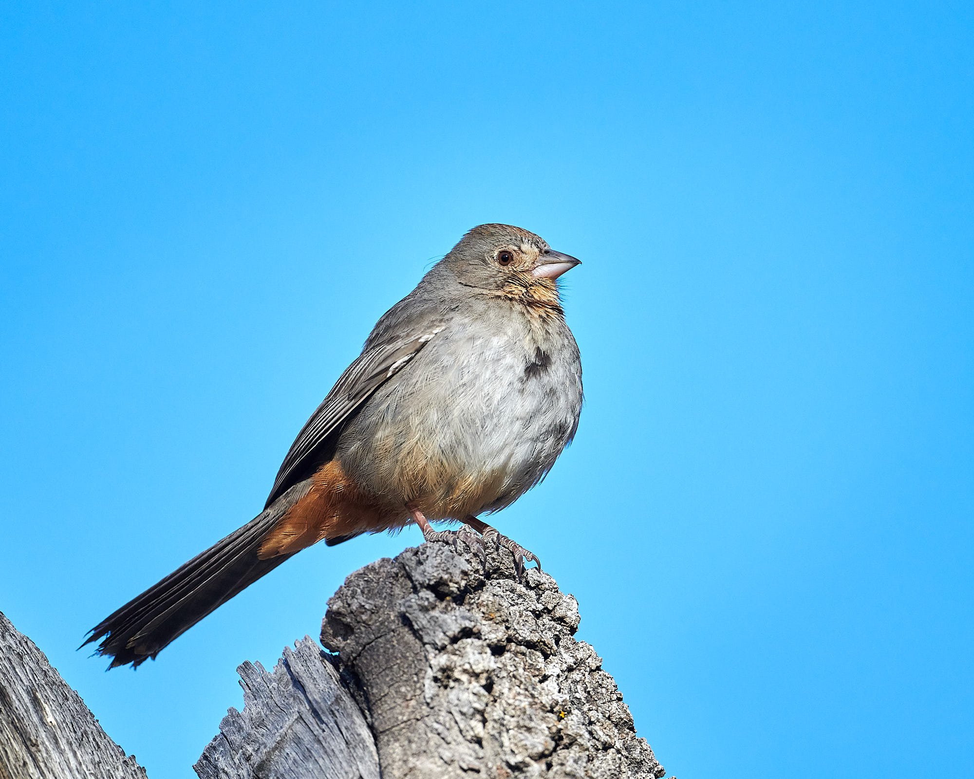 Canyon Towhee