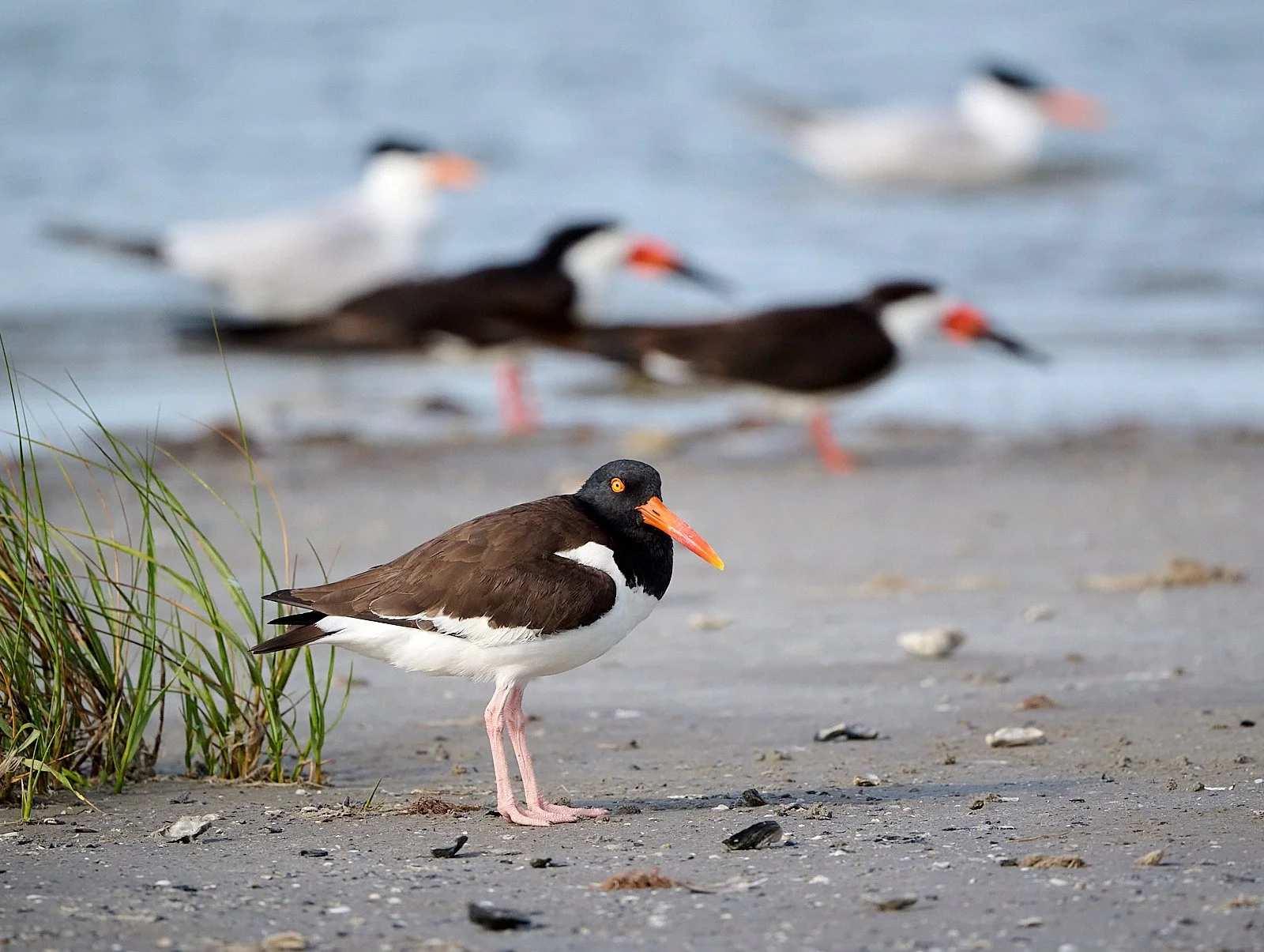 American Oystercatcher