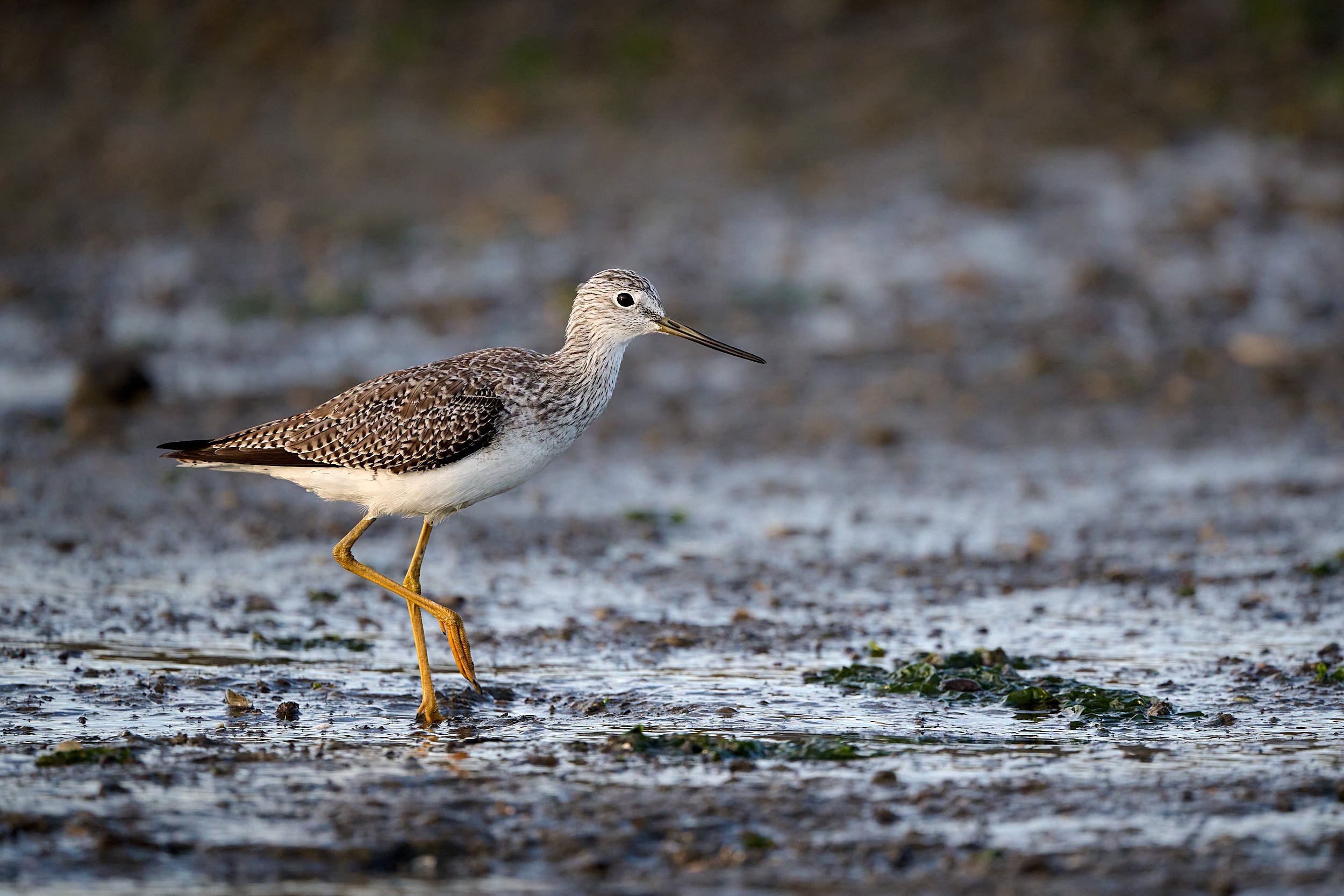Greater Yellowlegs