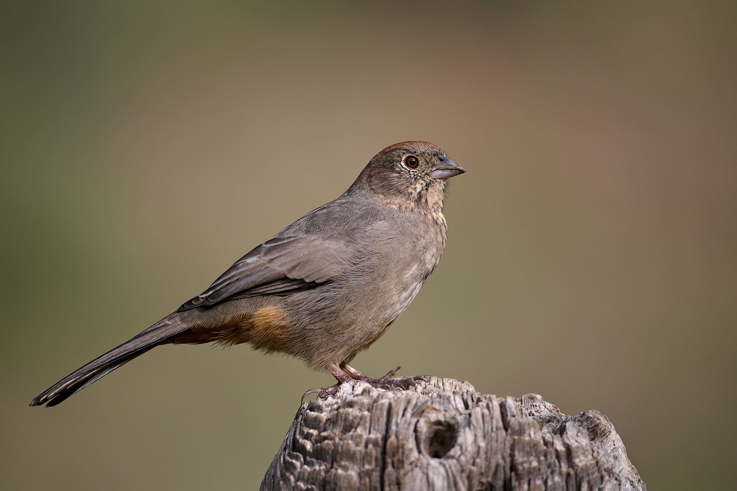 Canyon Towhee