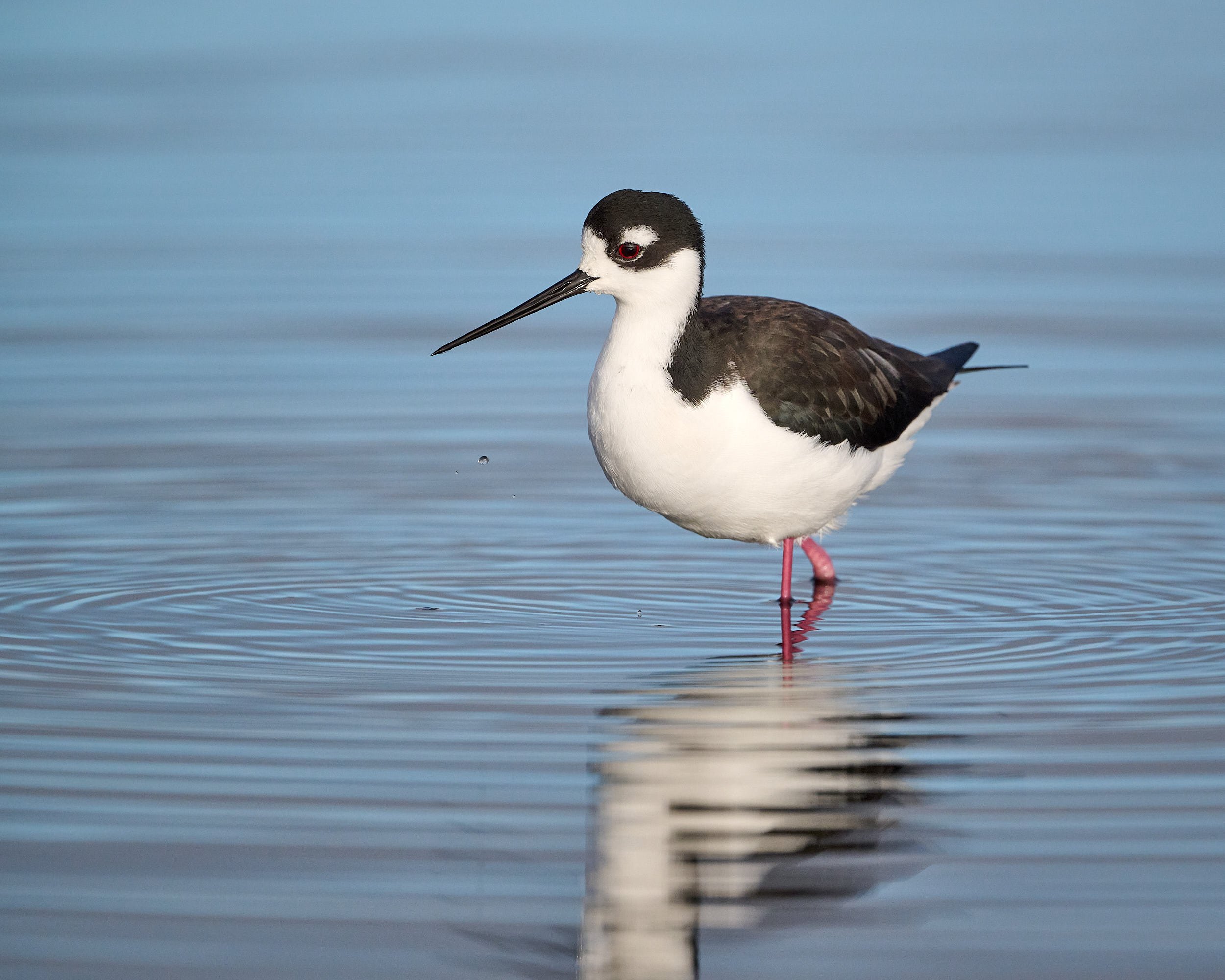 Black-necked Stilt