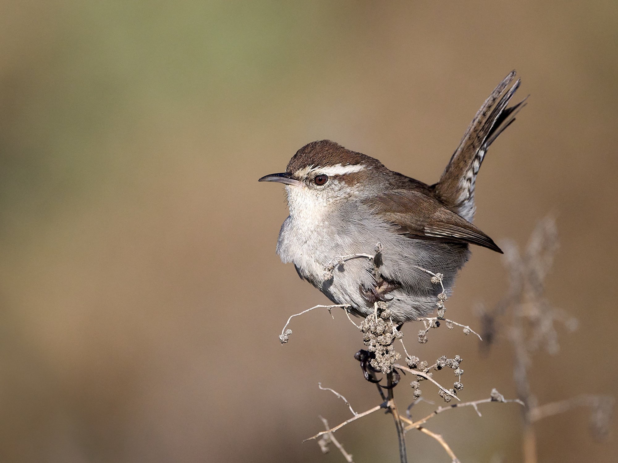 Bewick's Wren