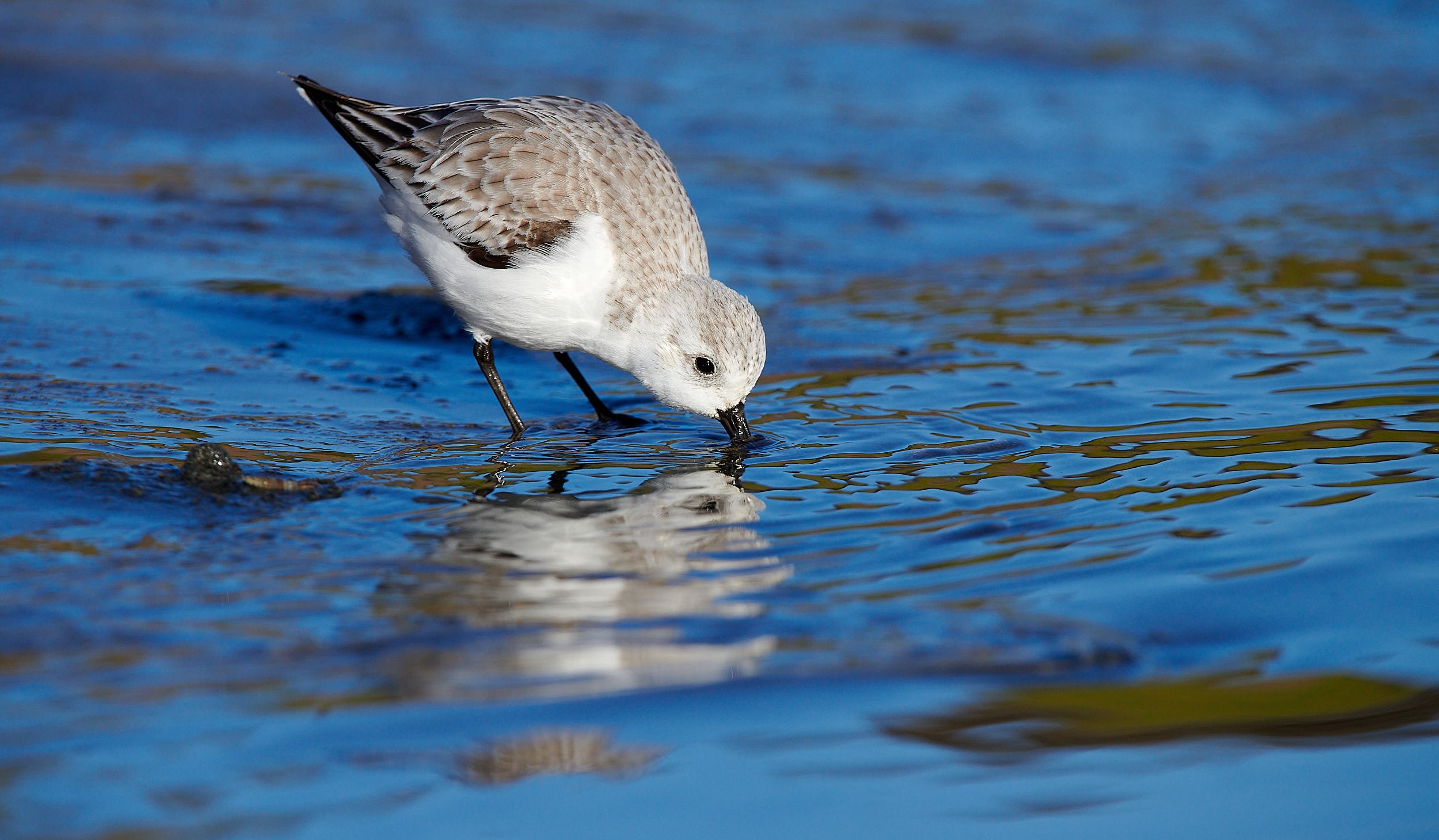 Sanderling