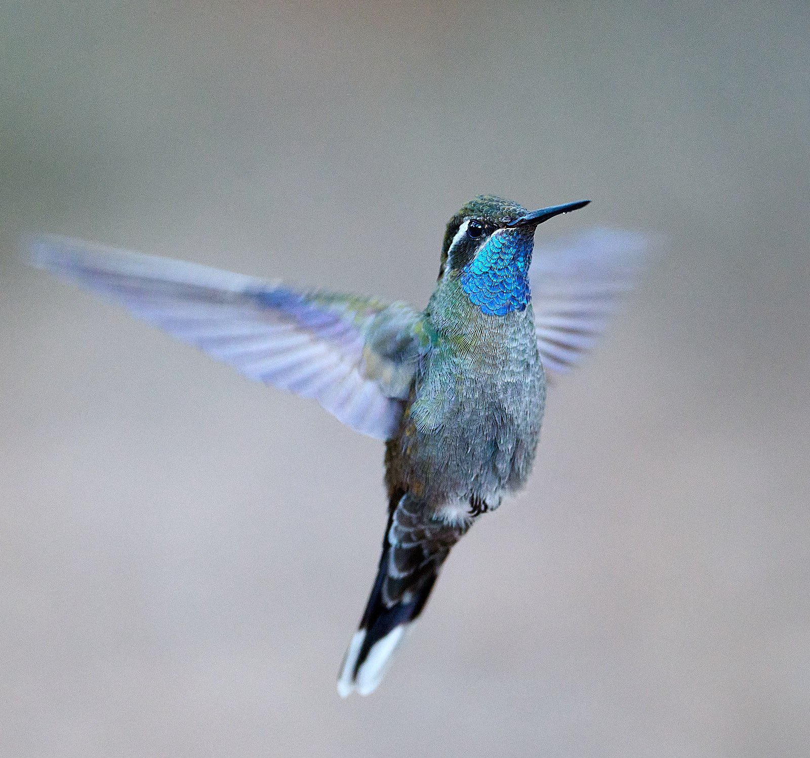 Blue-throated Mountain-gem