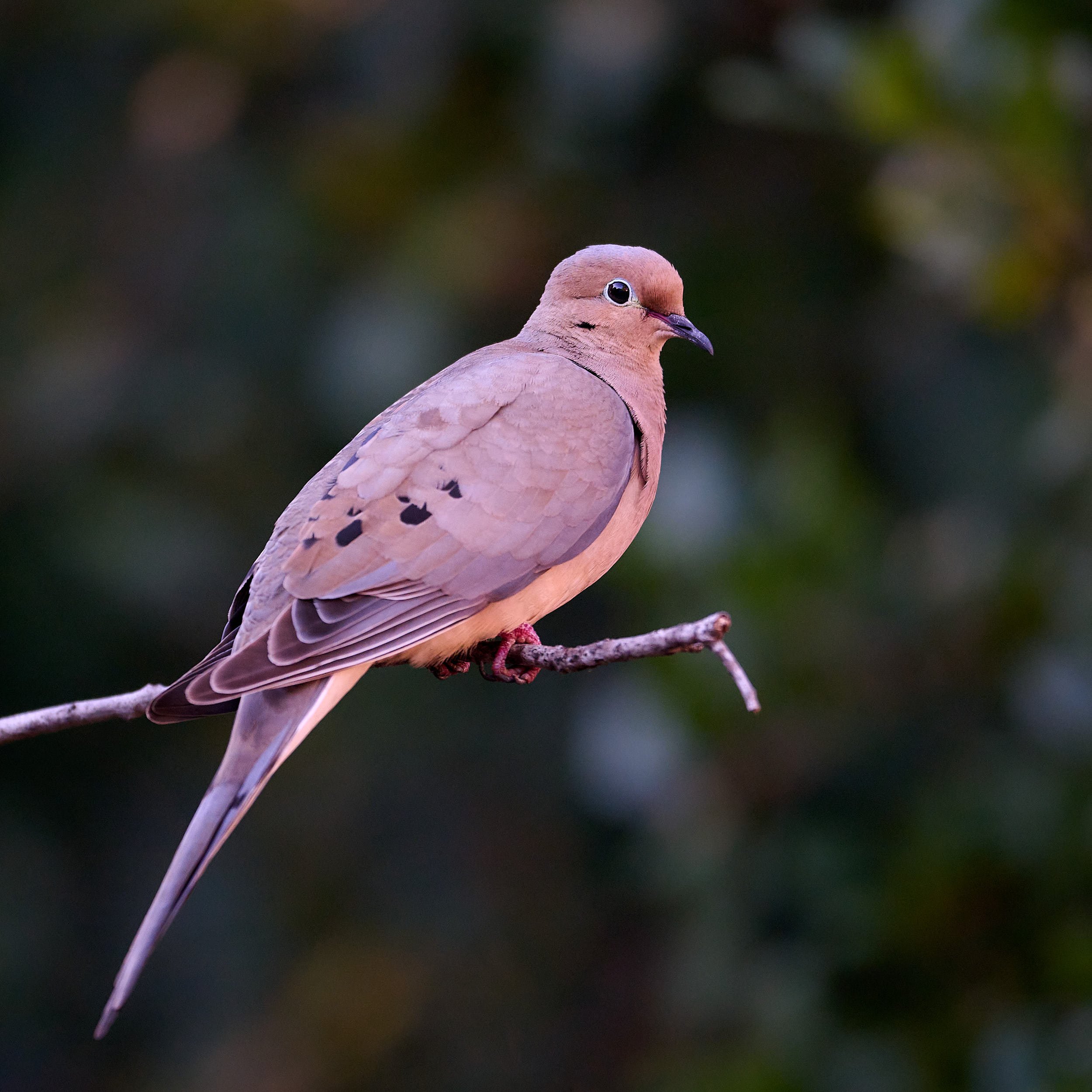 Mourning Dove