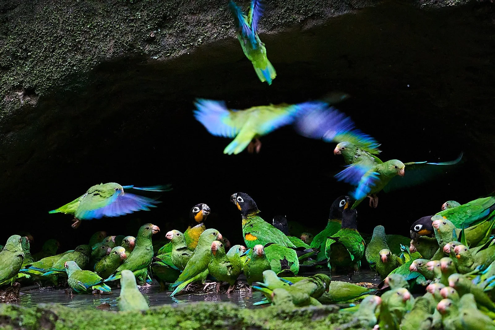 Orange-cheeked Parrot