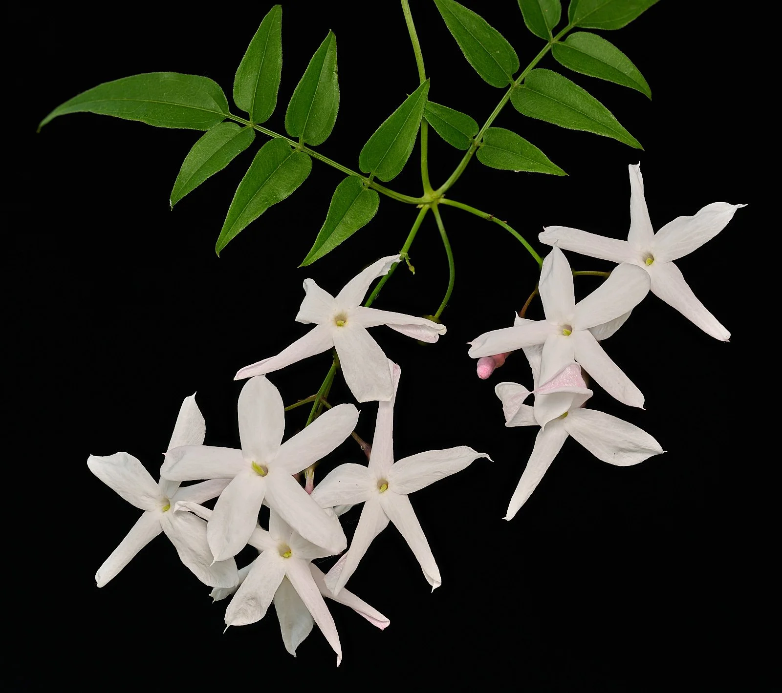 Jasmine