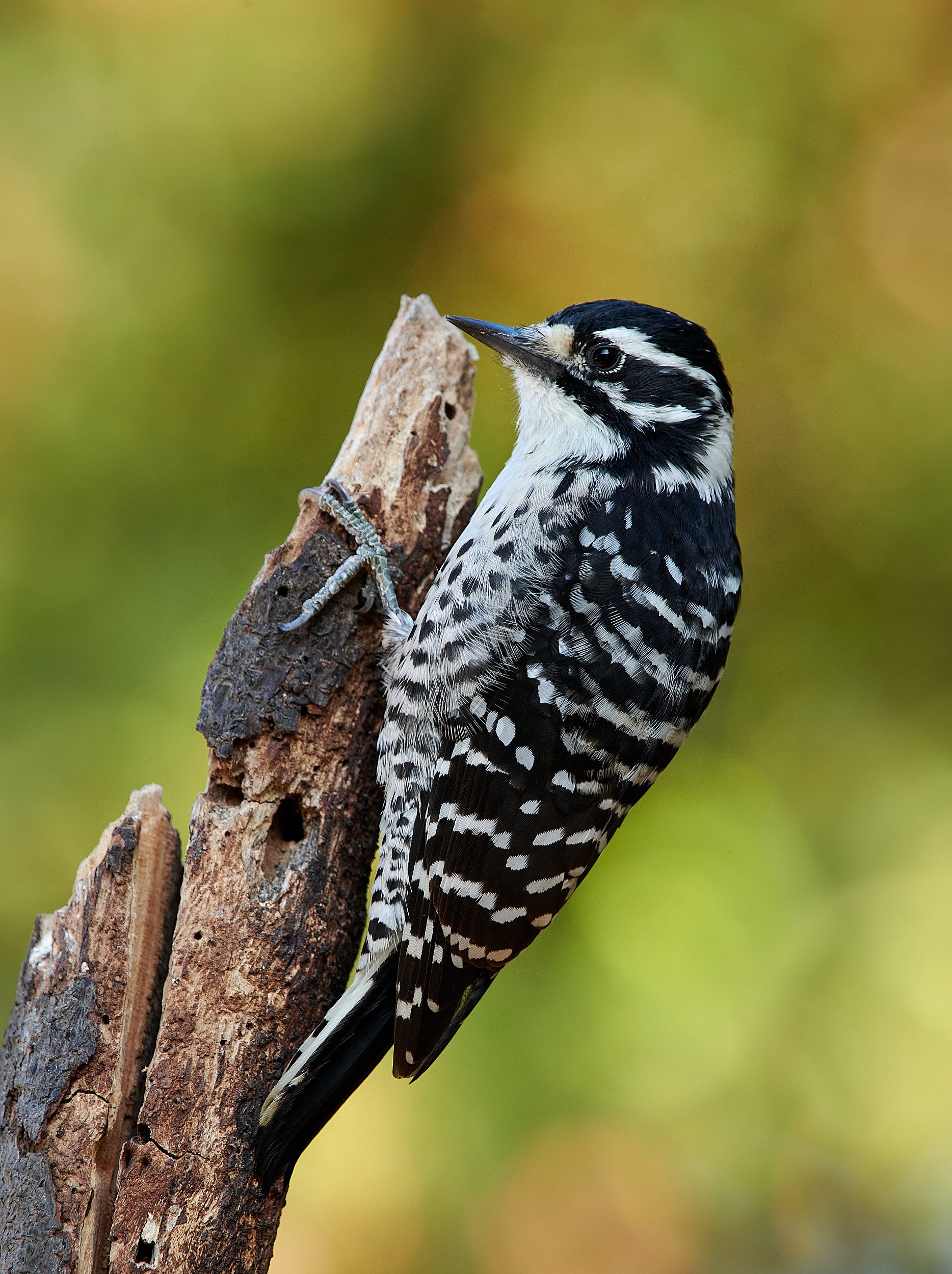 Nuttall's Woodpecker