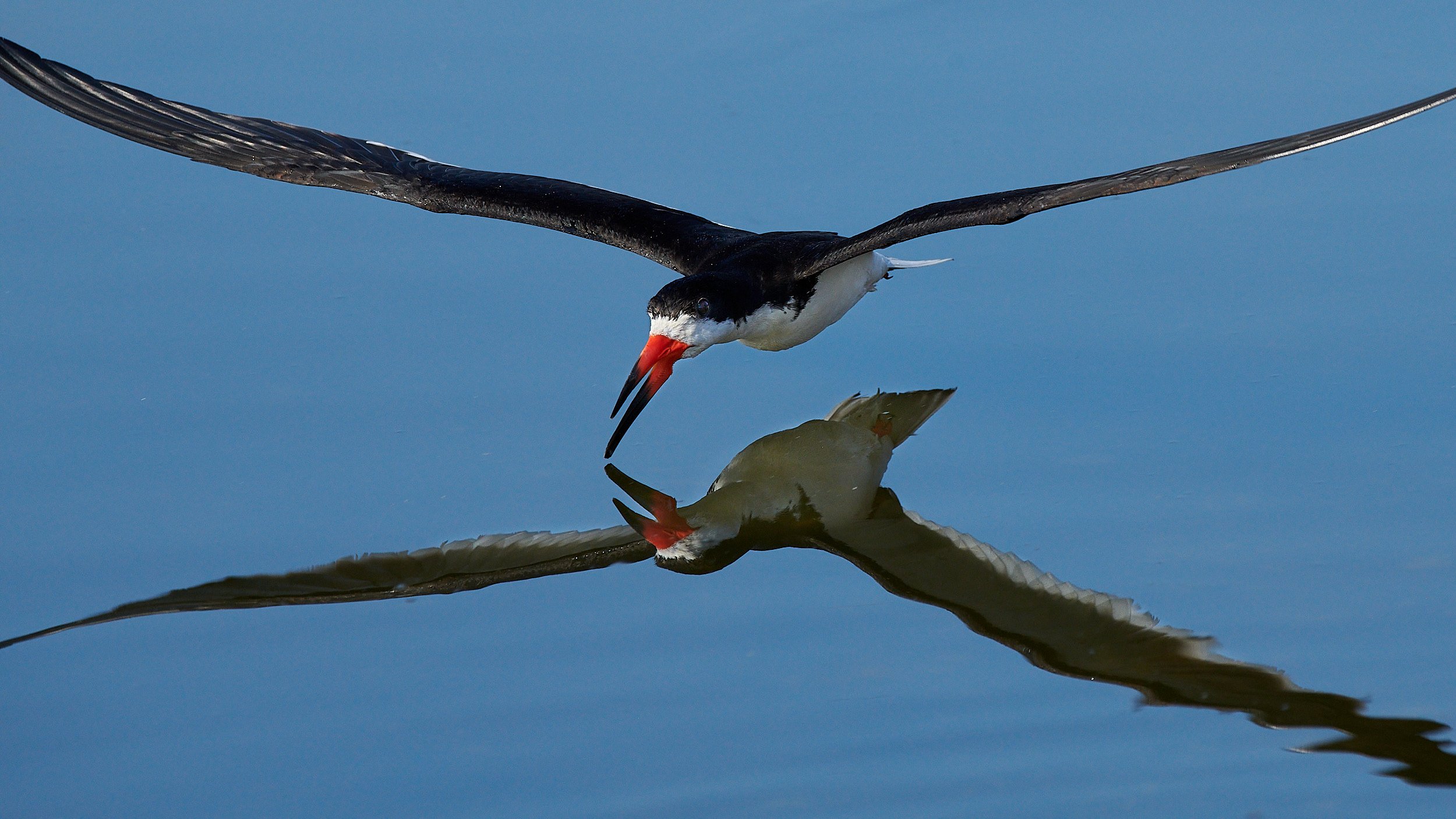 Black Skimmer