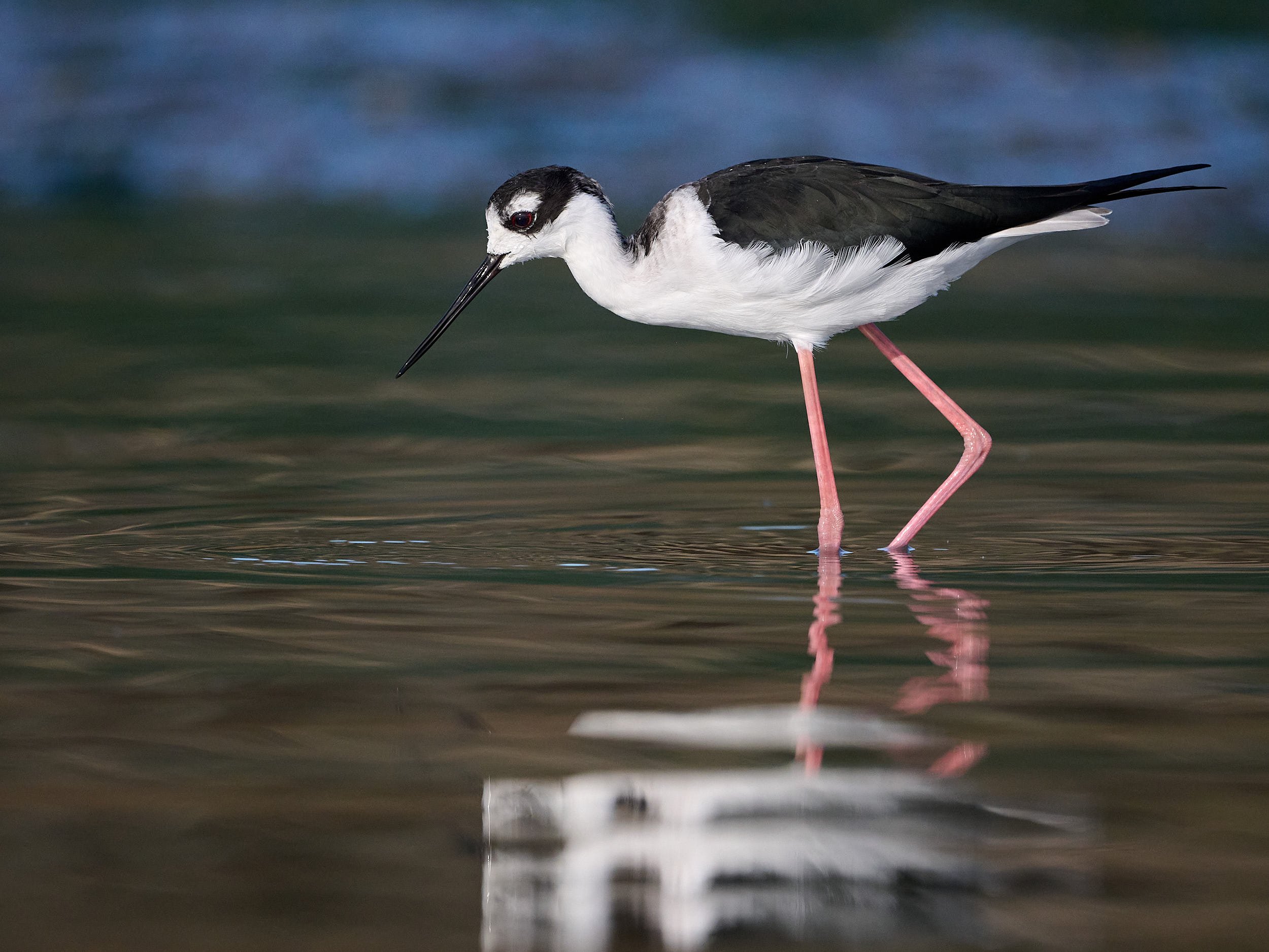 Black-necked Stilt