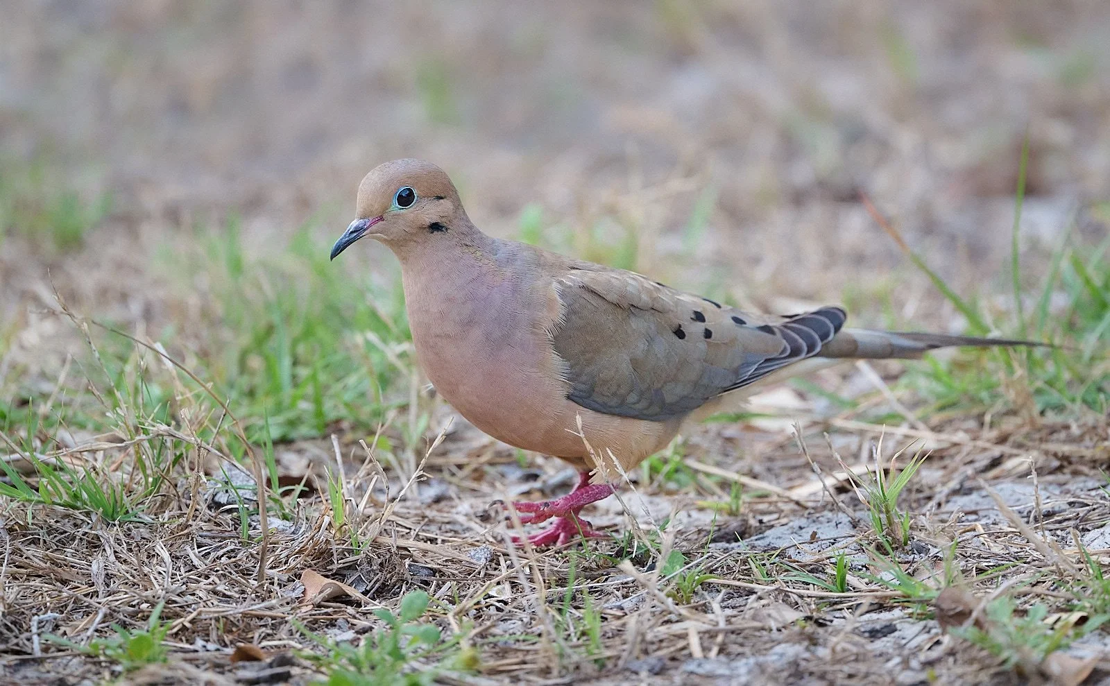 Mourning Dove
