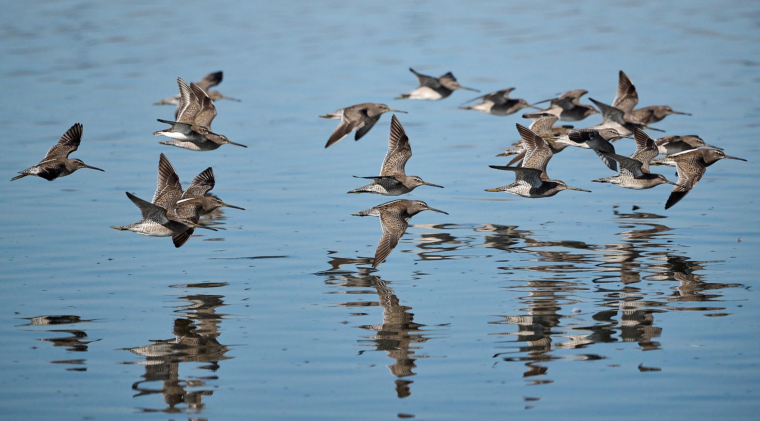 Long-billed Dowitchers