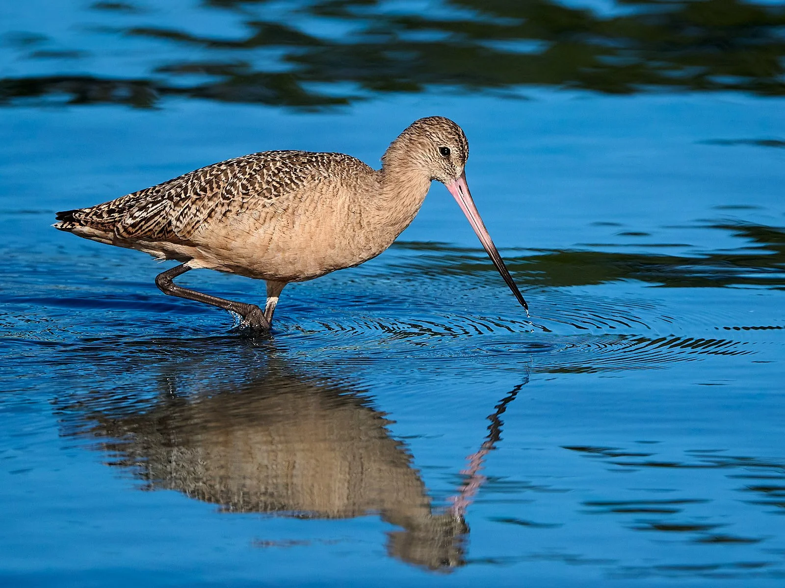 Marbled Godwit