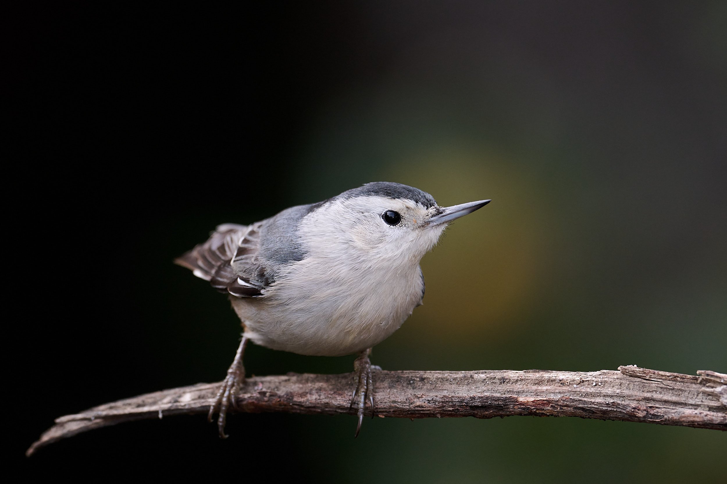 White-breasted Nuthatch