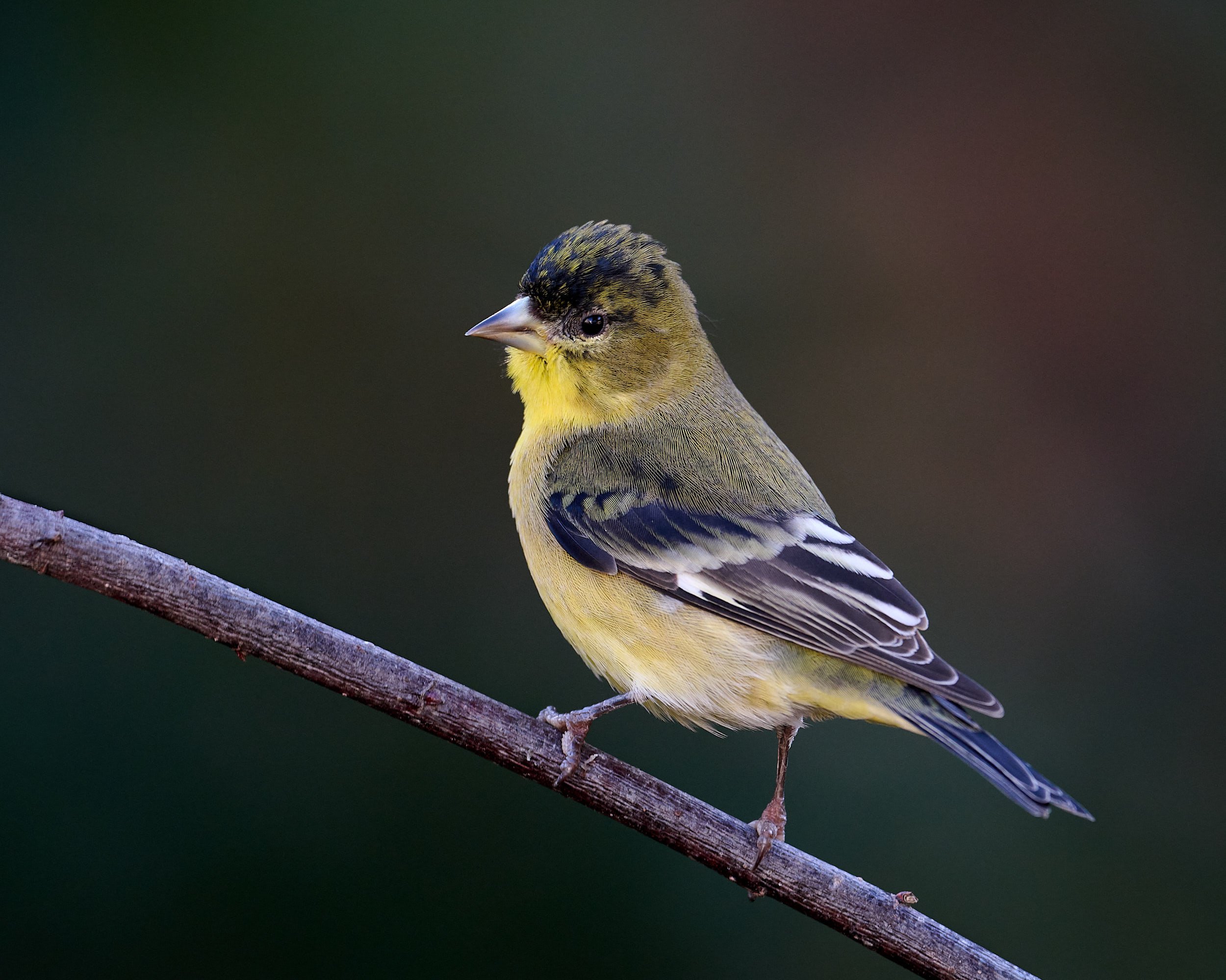 Lesser Goldfinch