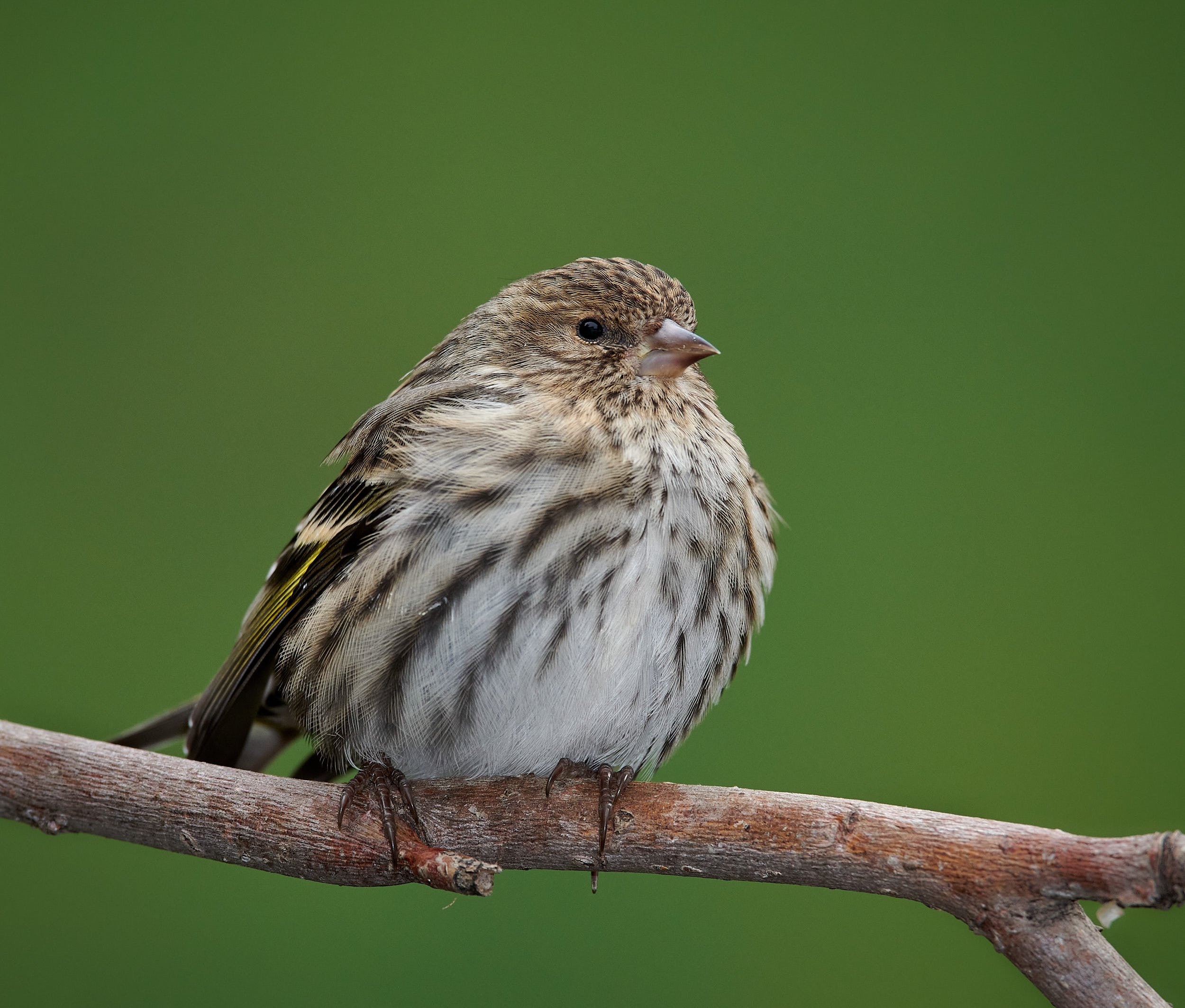 Pine Siskin