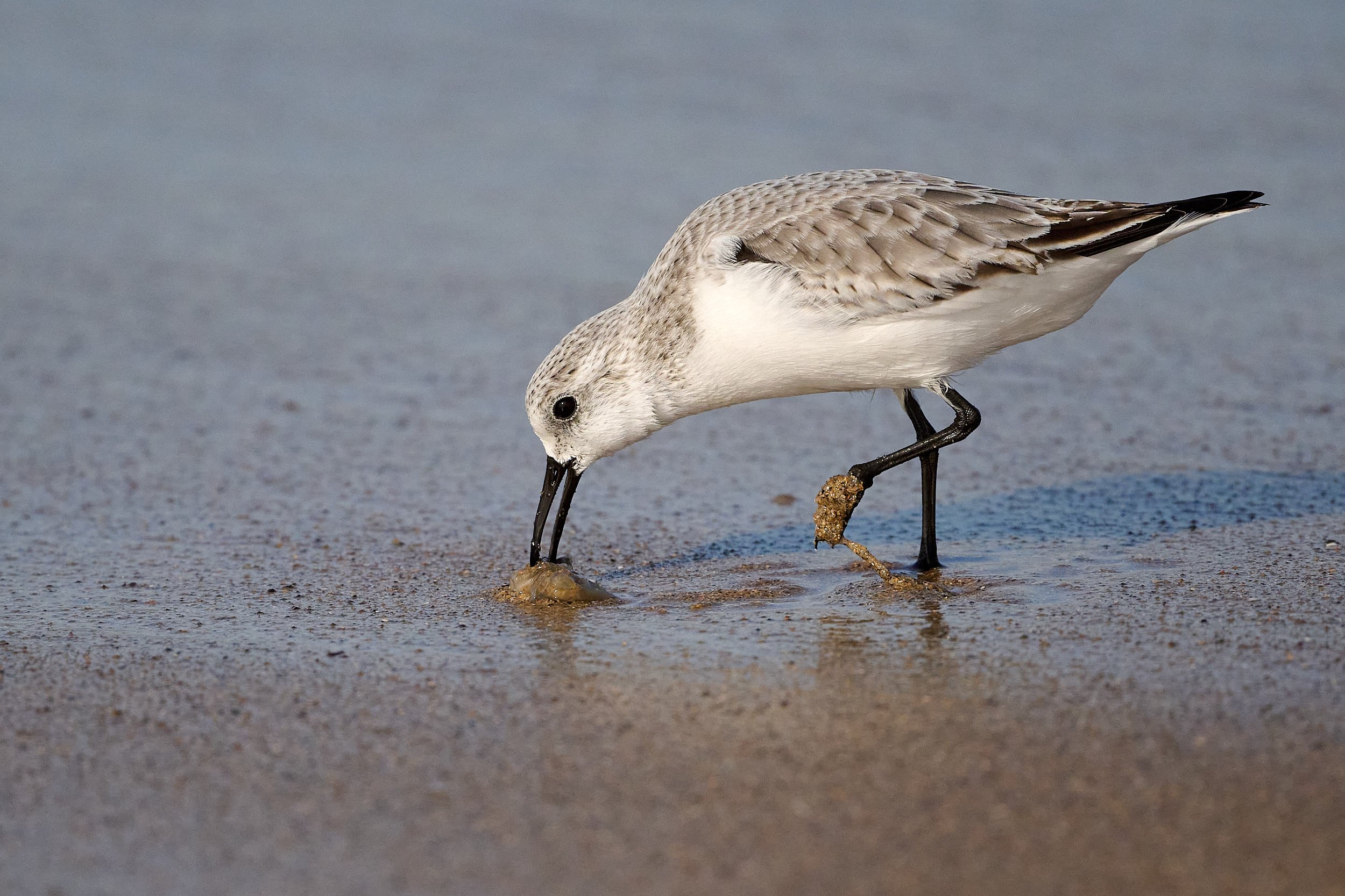 Sanderling