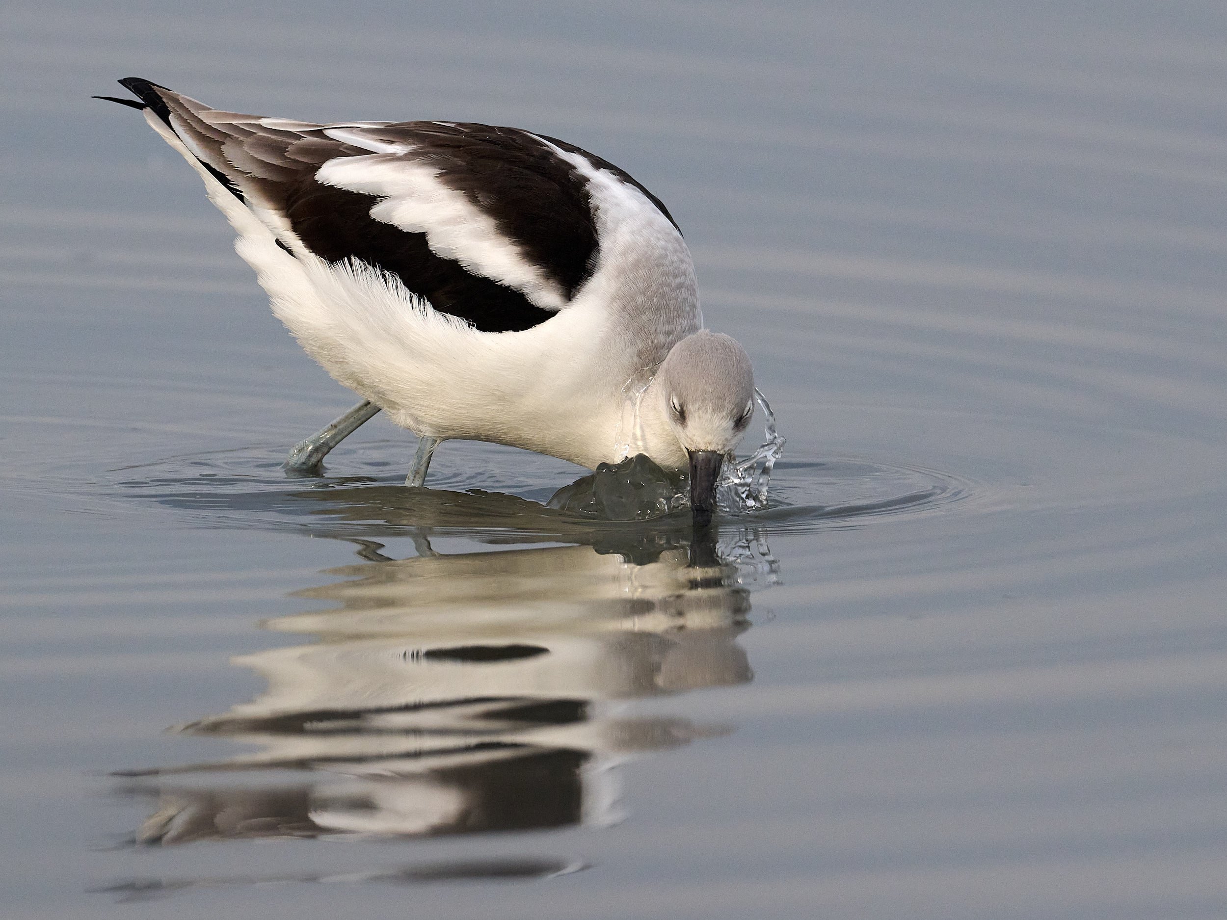 Avocet