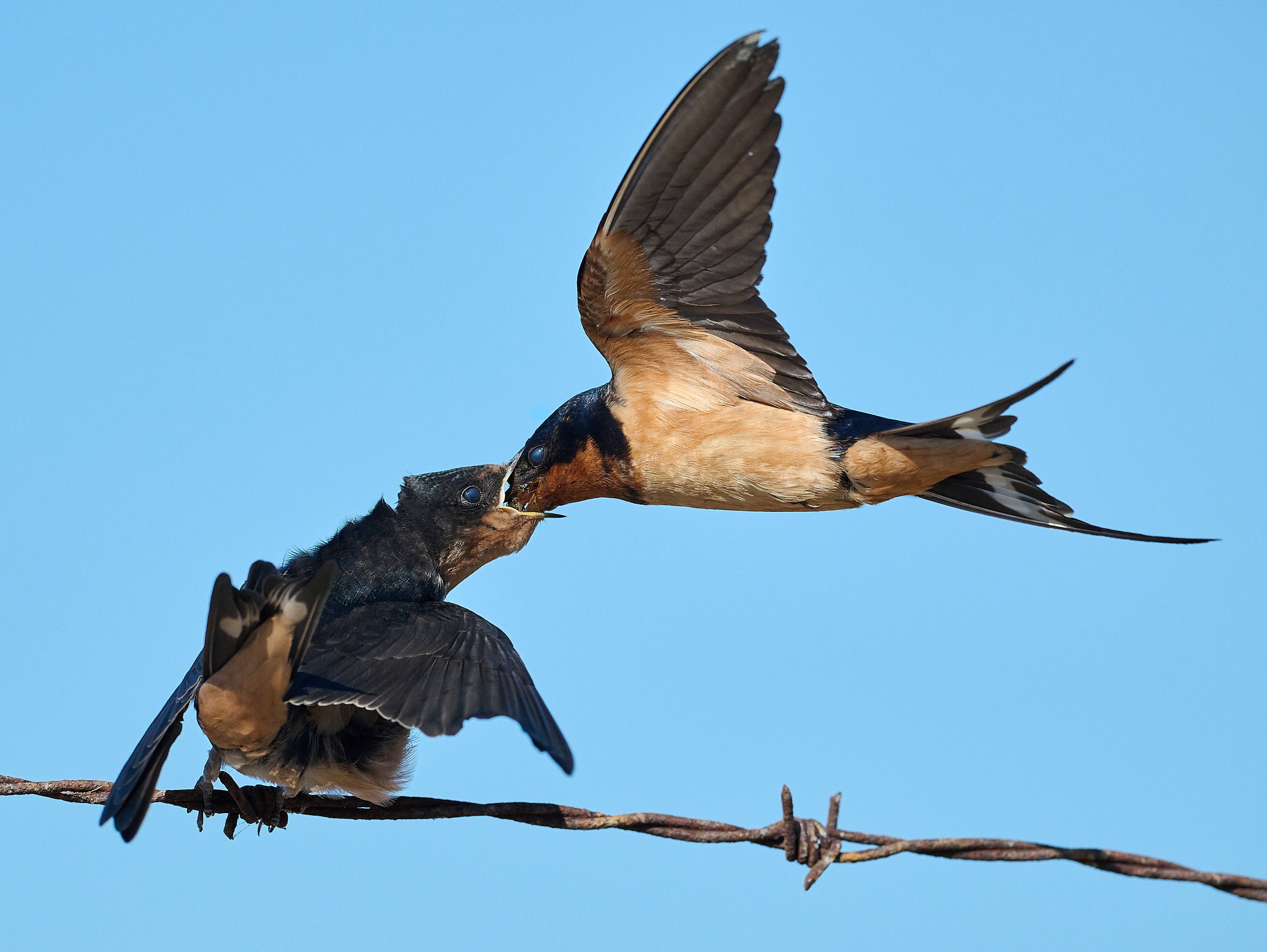 Barn Swallow
