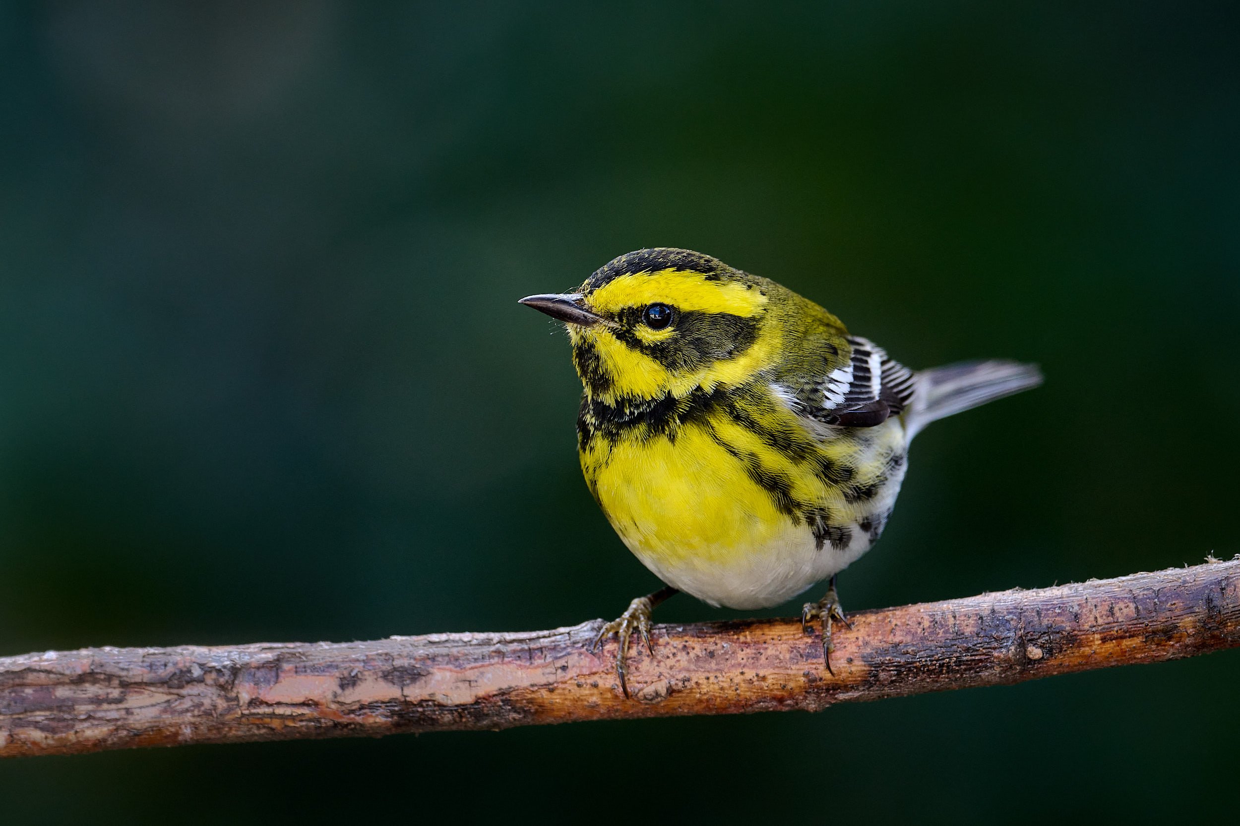 Townsend's Warbler