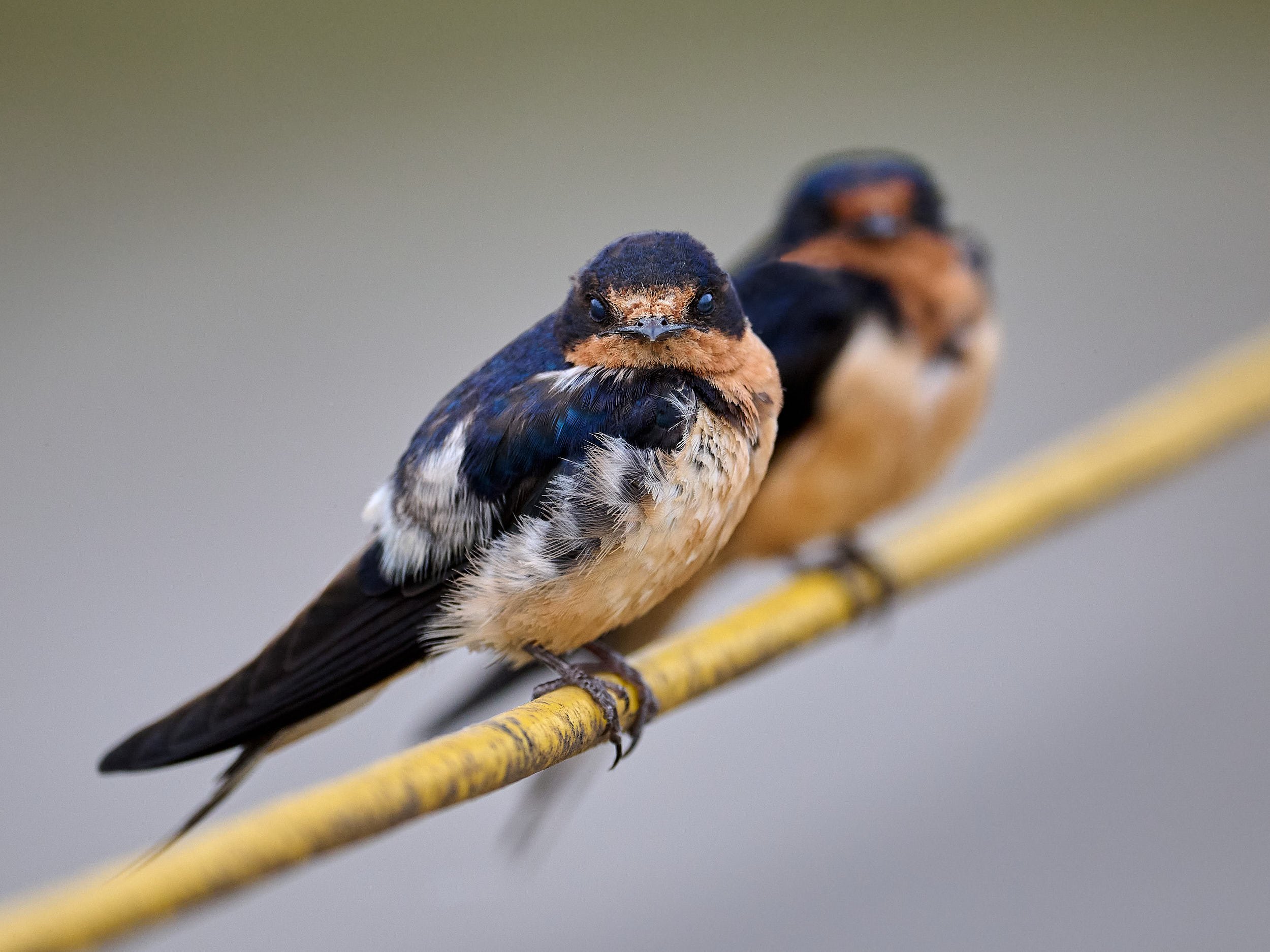Barn Swallow