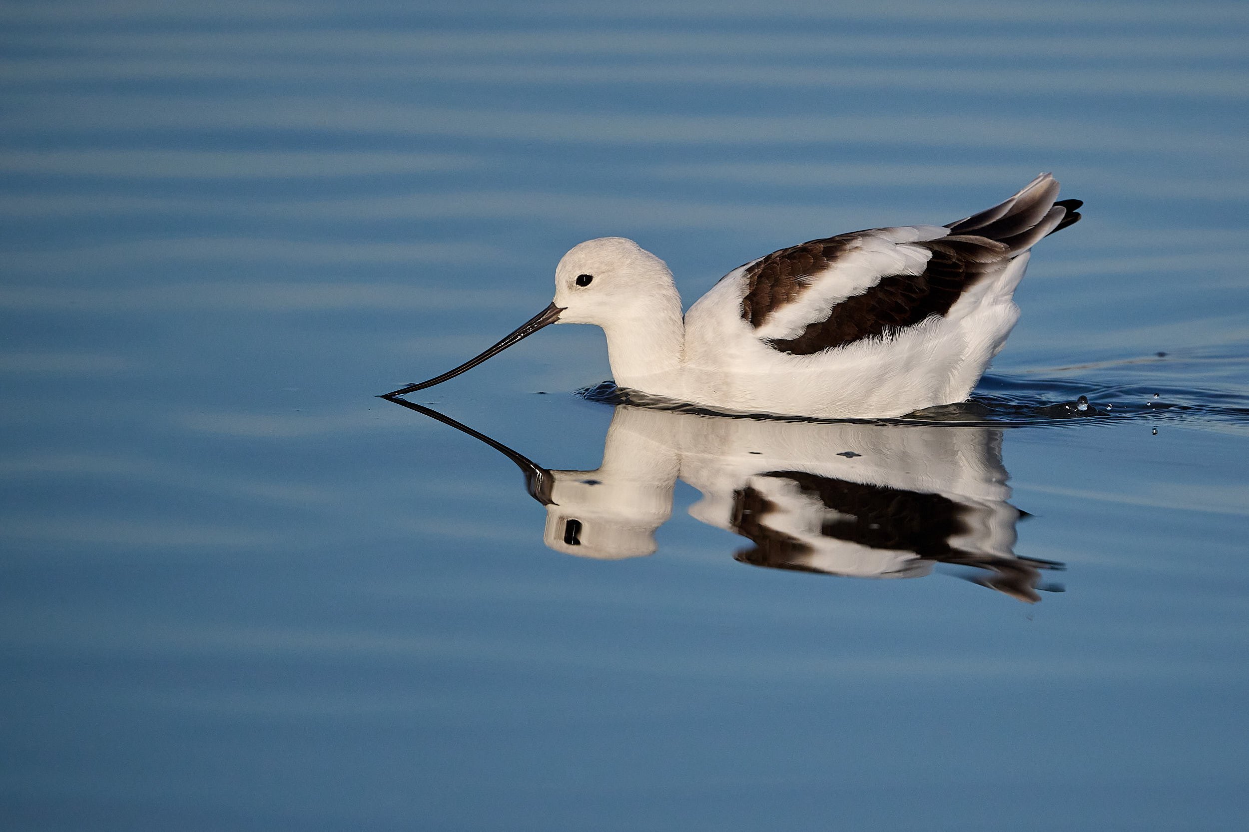 Avocet