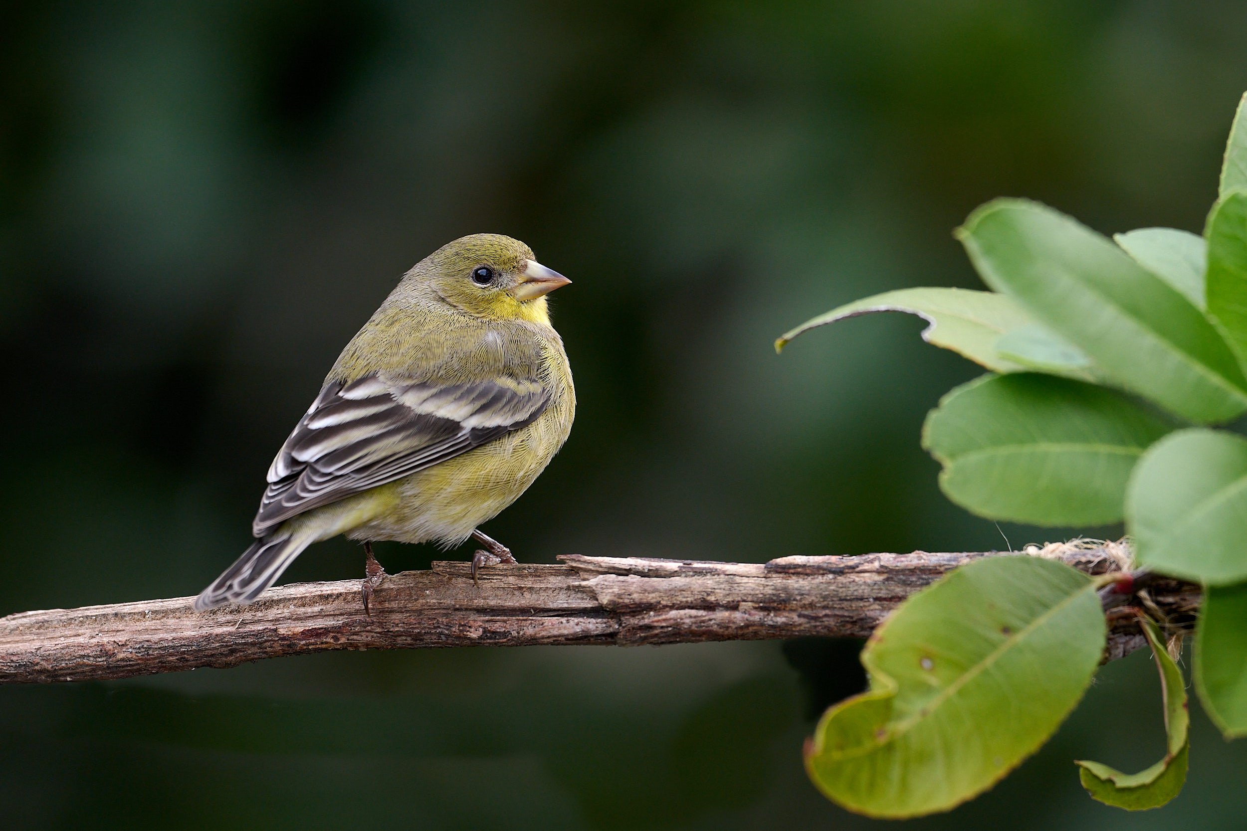 Lesser Goldfinch