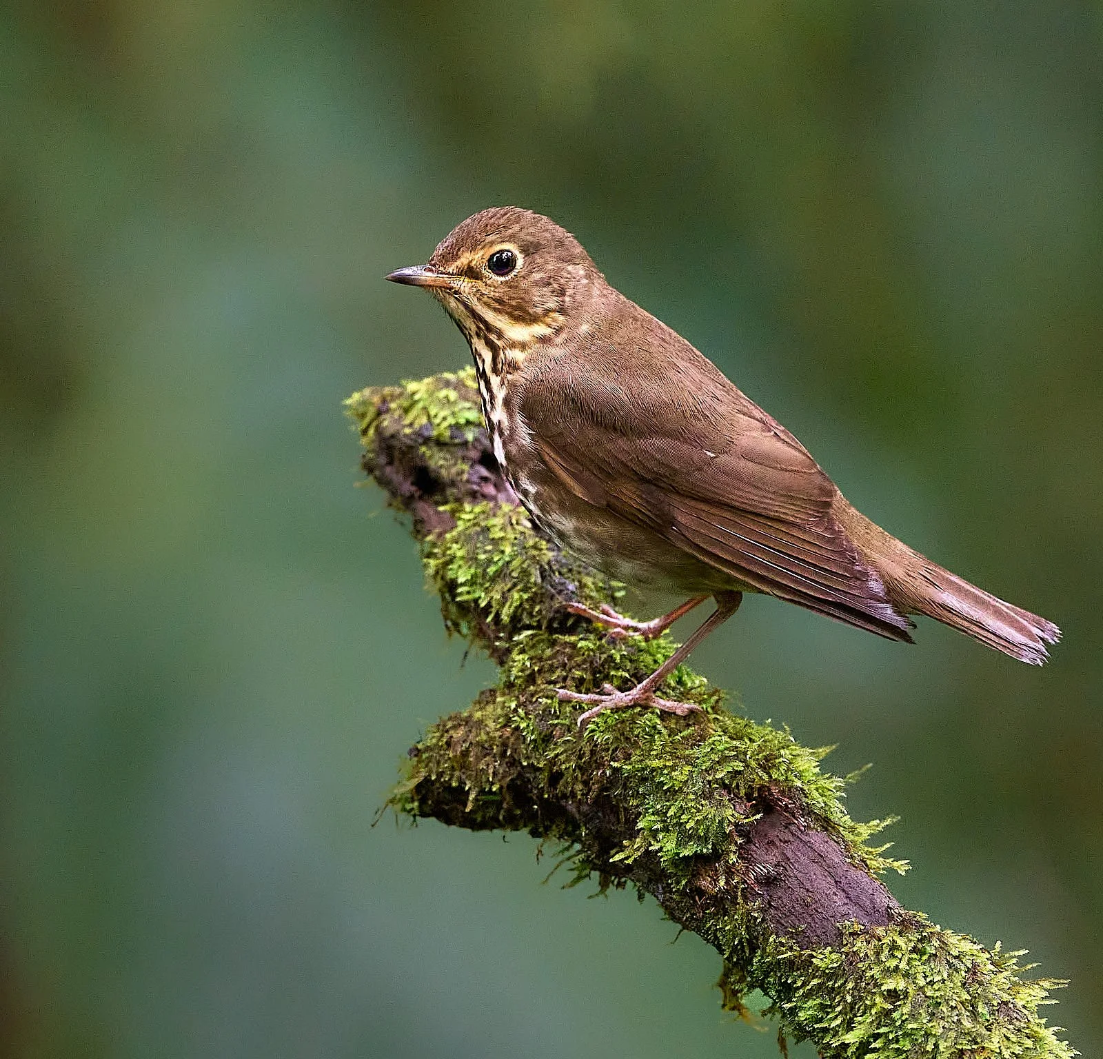 Swainson's Thrush