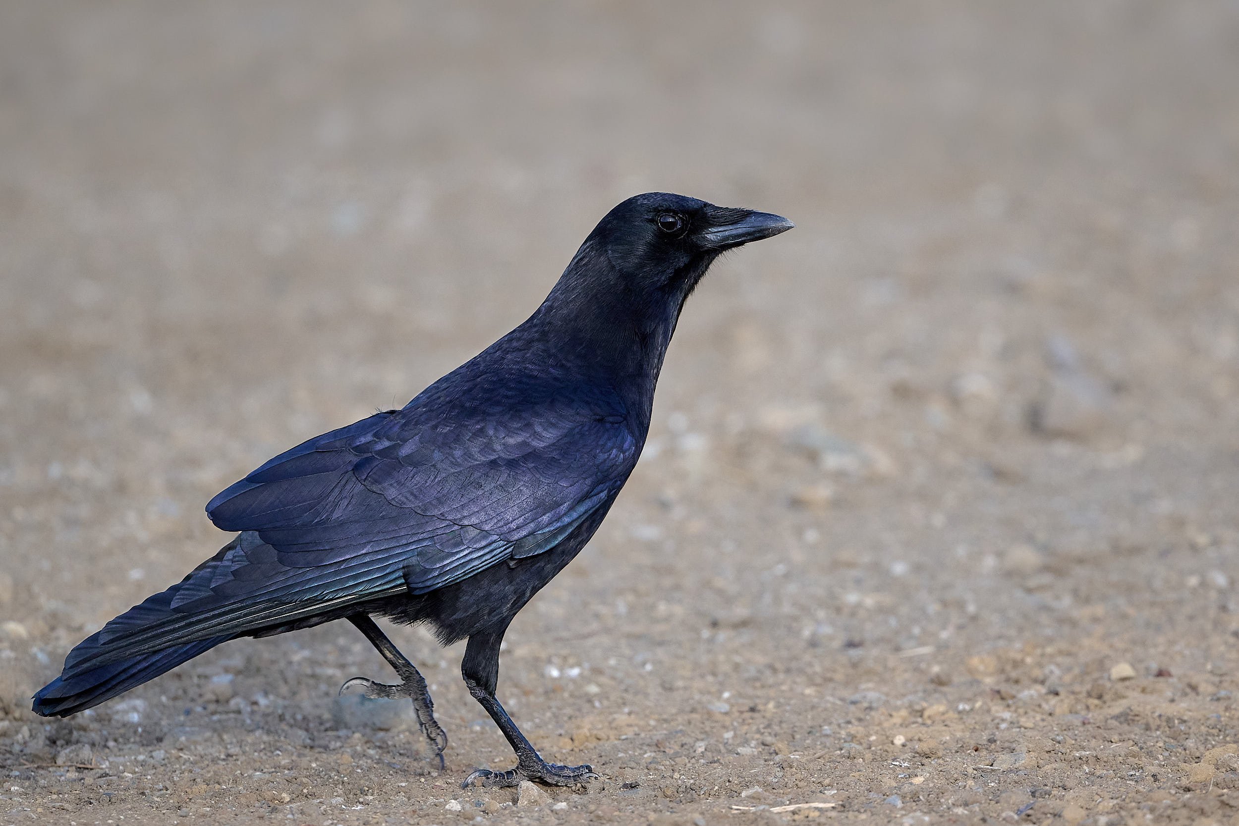American Crow