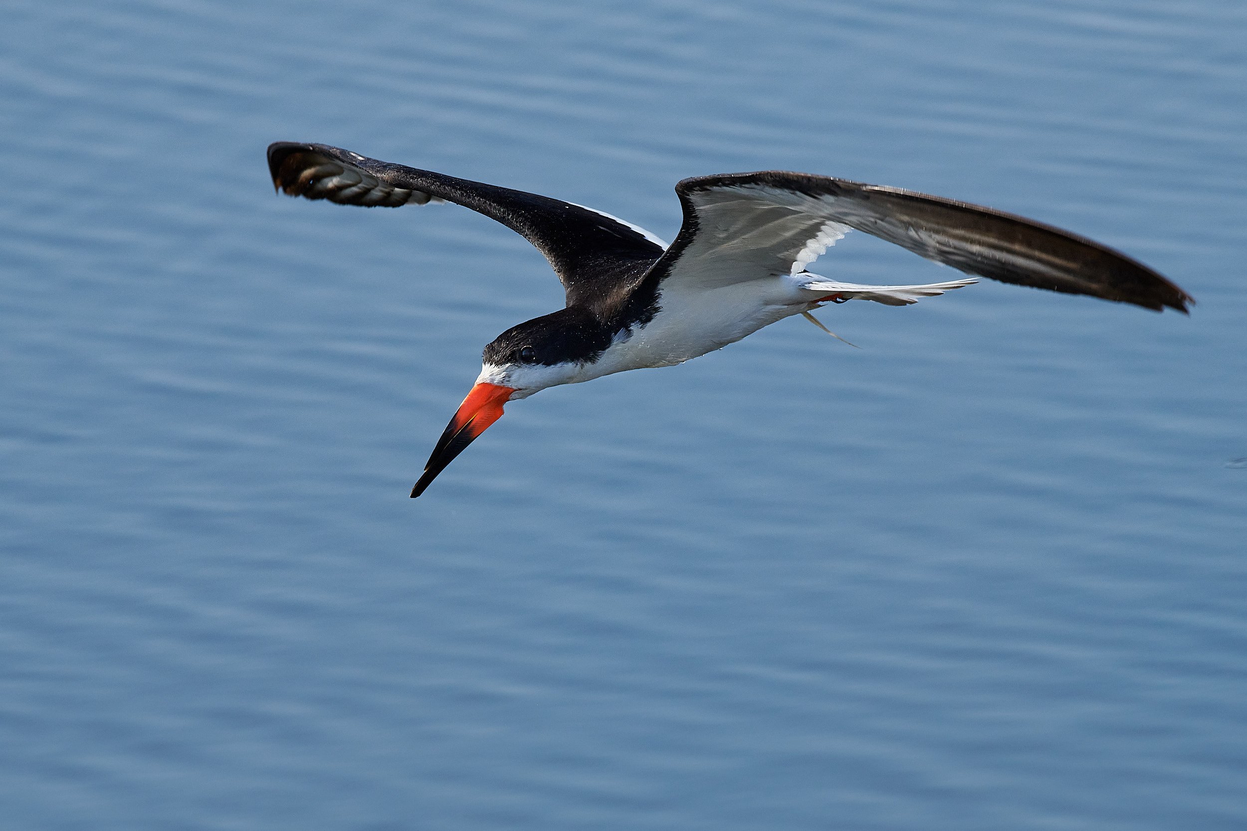 Black Skimmer