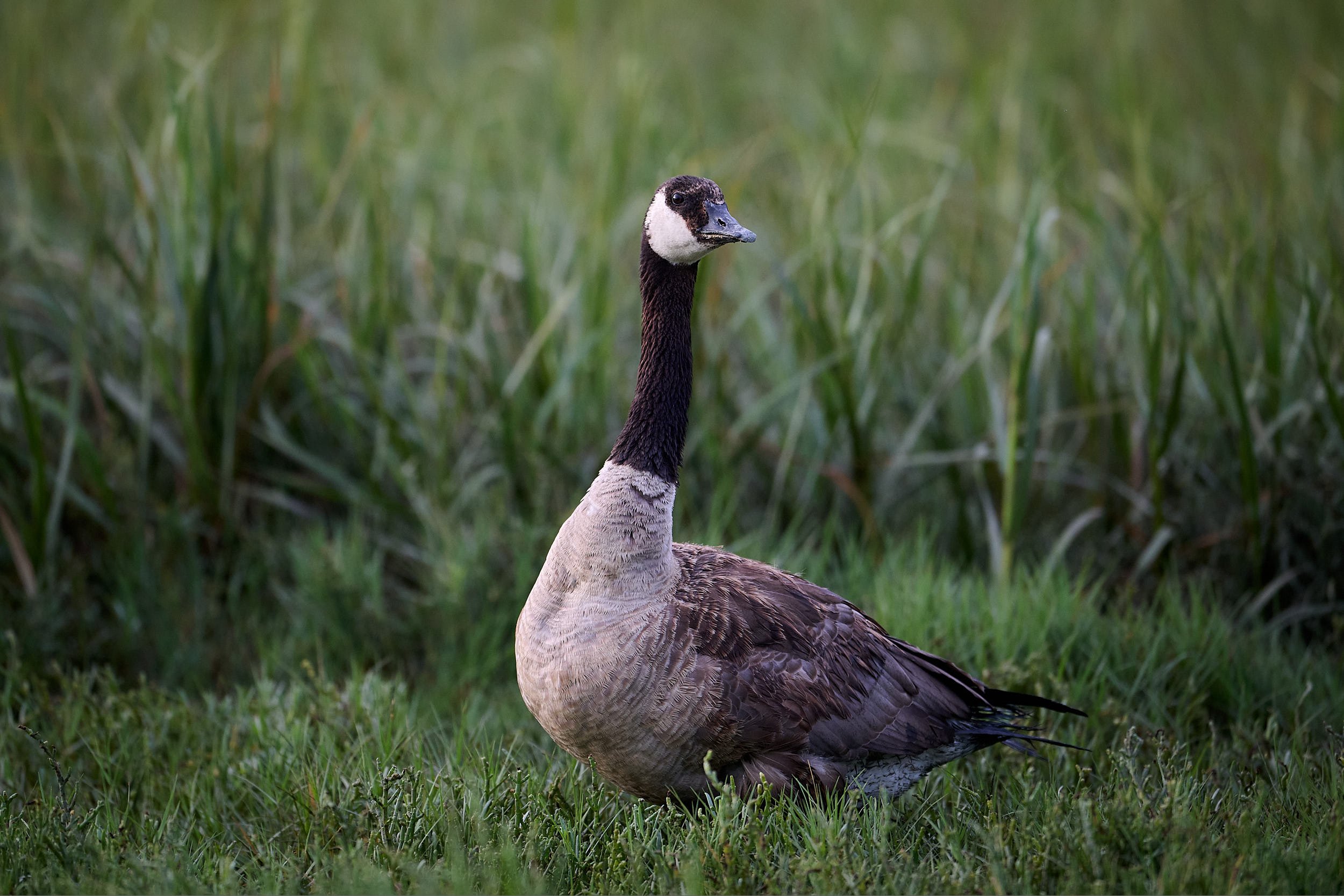 Canada Goose