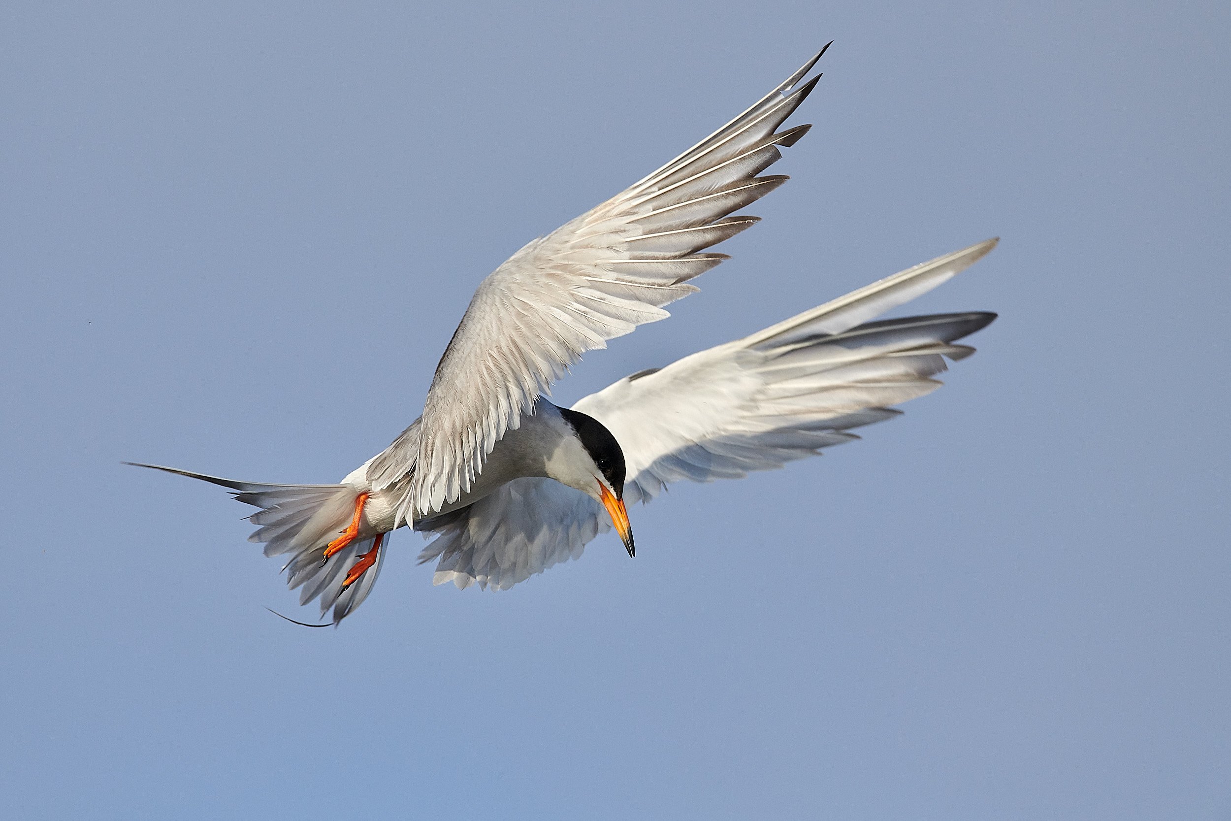 Foster's Tern