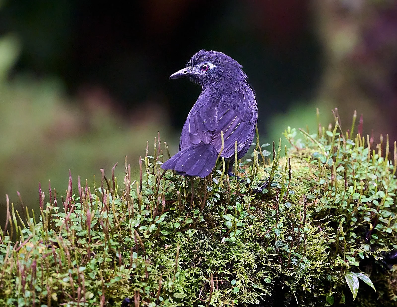 Zeledon's Antbird