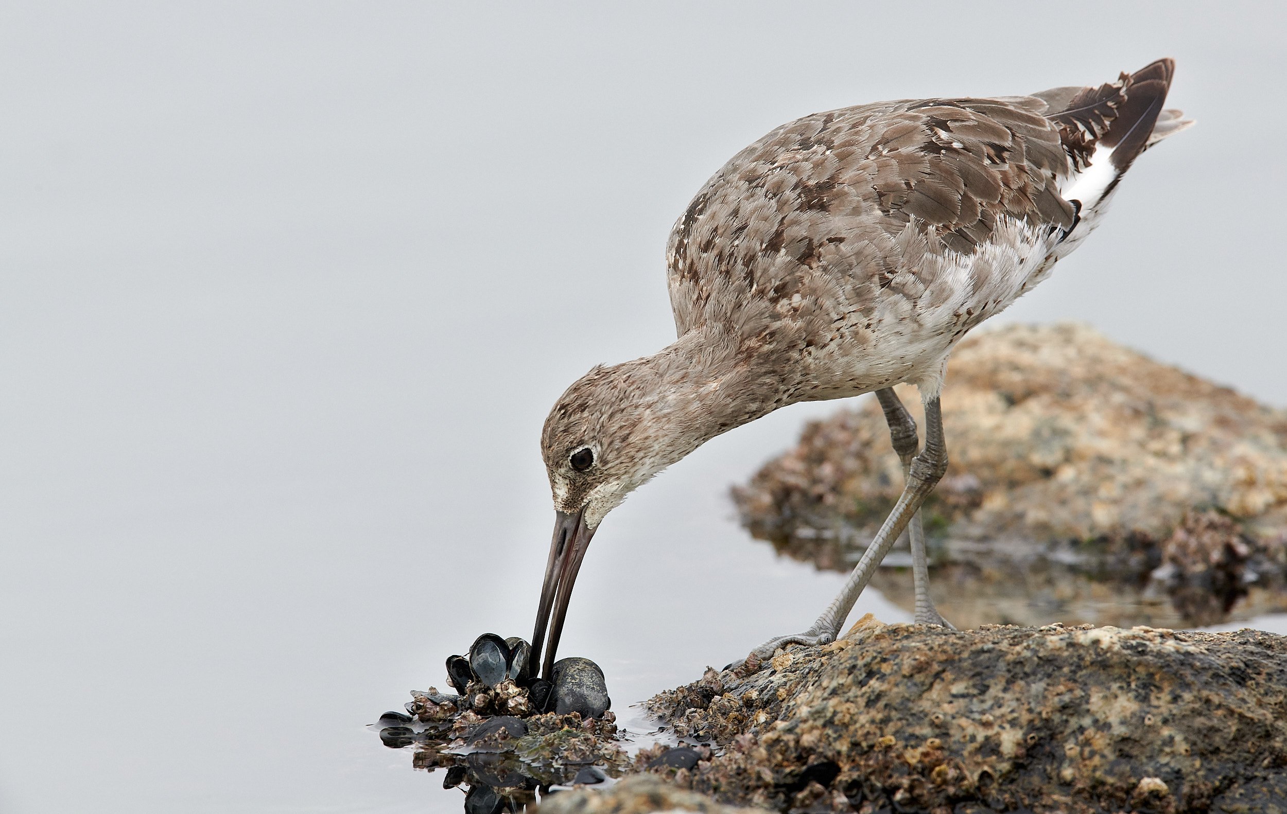 Willet